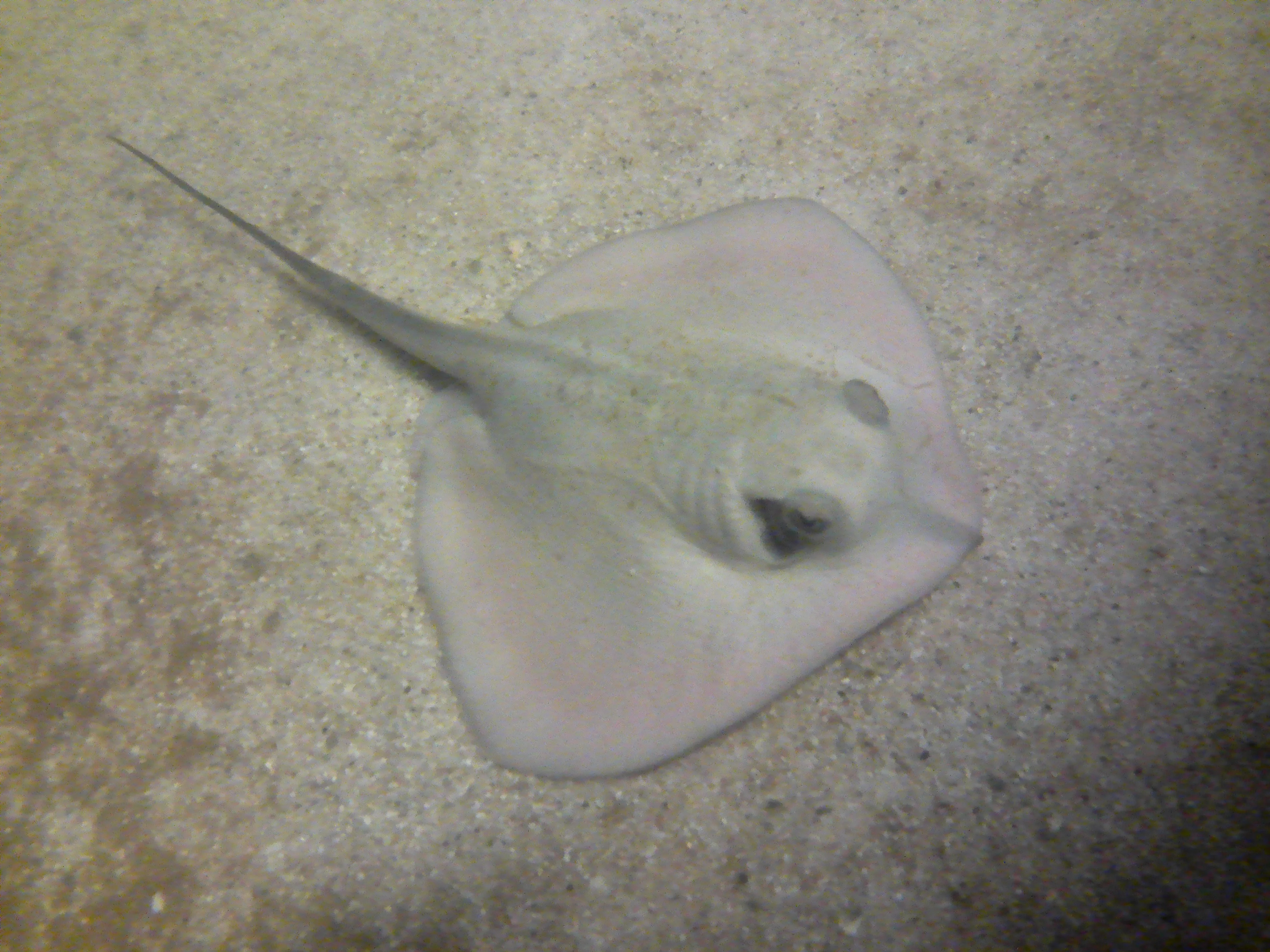 Onbevlekt ontvangen pijlstaartrogje overleden: niet sterk genoeg