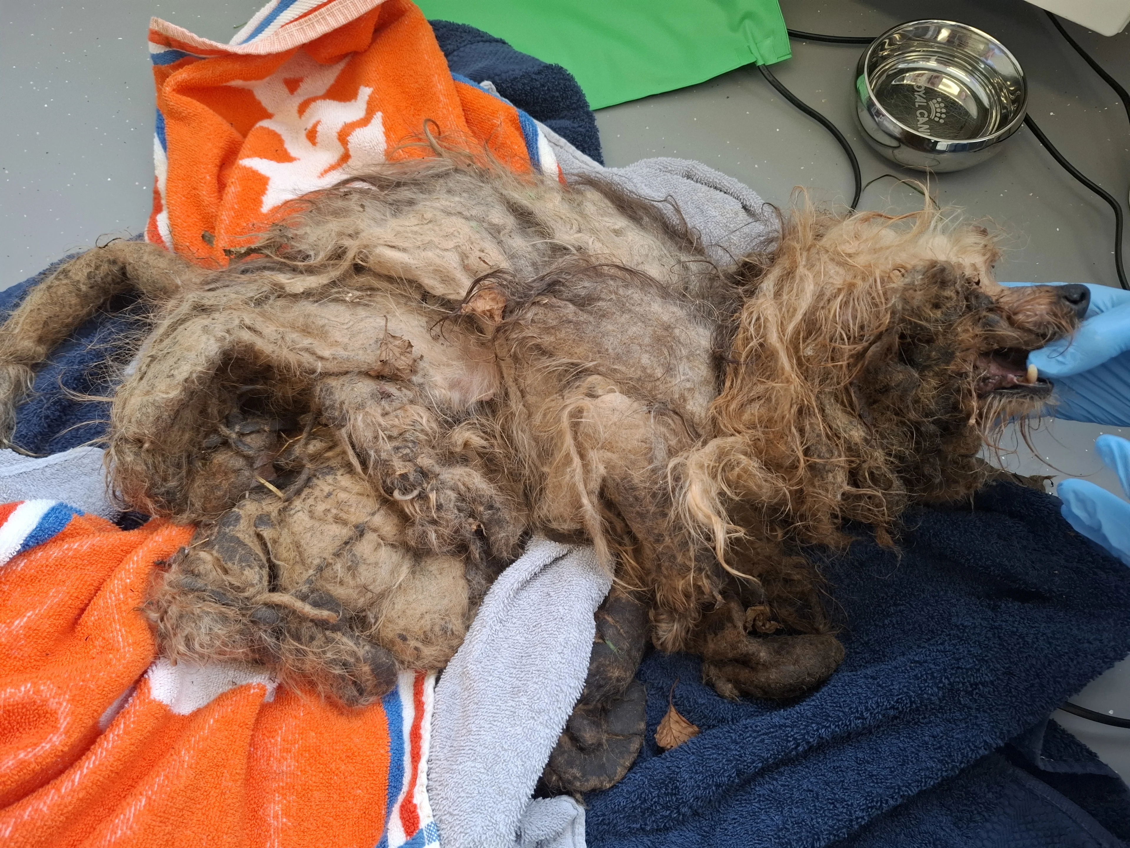 Zeer ernstig verwaarloosd schoothondje met totaal verklitte vacht gedumpt in Berkenwoude