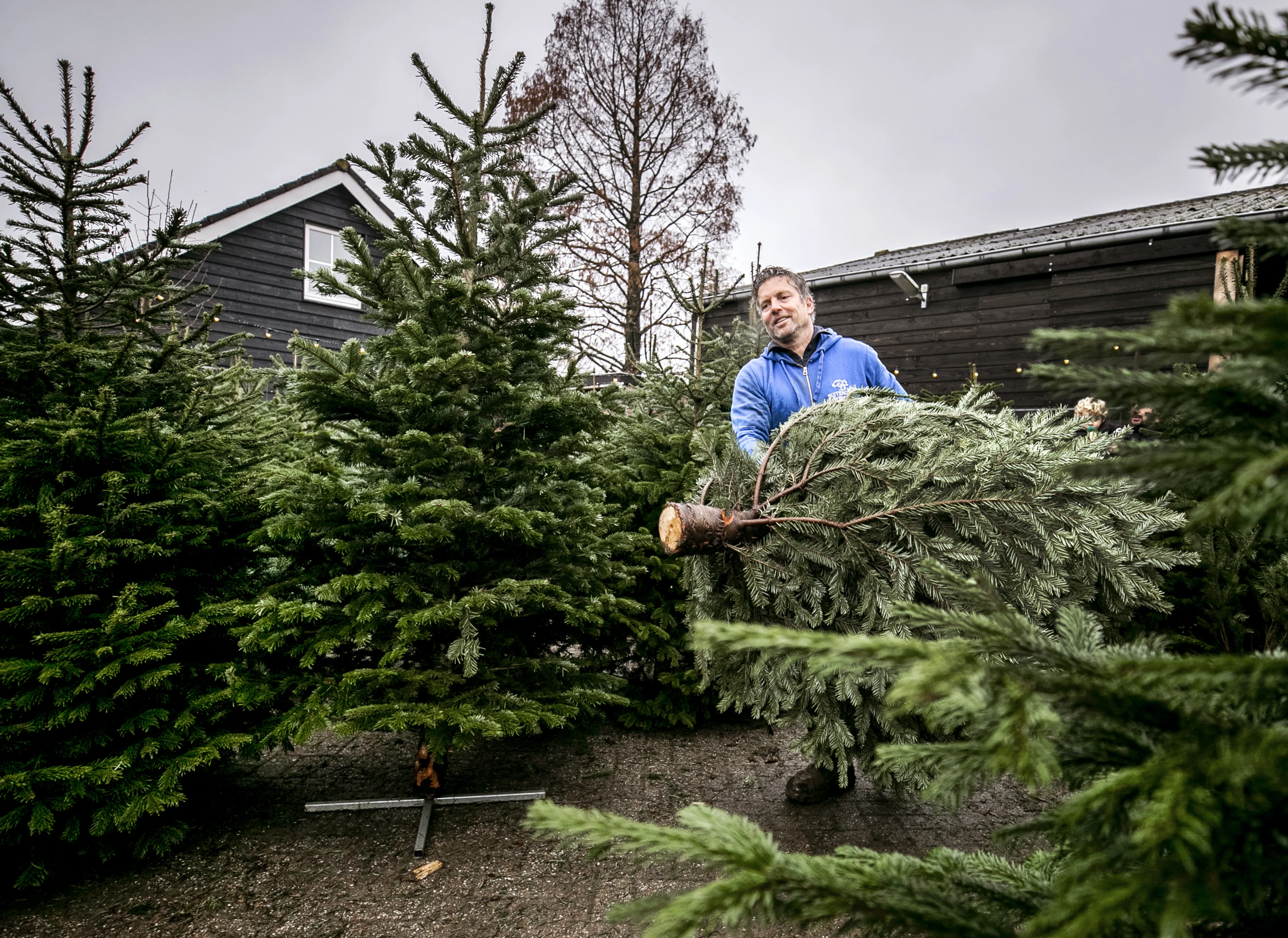 Nederlandse kerstbomenkwekers verwachten stijging in vraag naar echte bomen