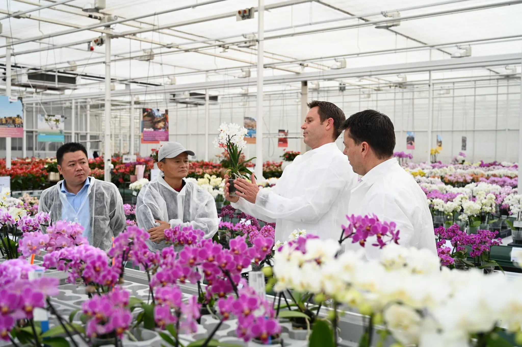 Techmiljardair Jack Ma doet onverwacht 'orchideeën' op bij kweker Anthura