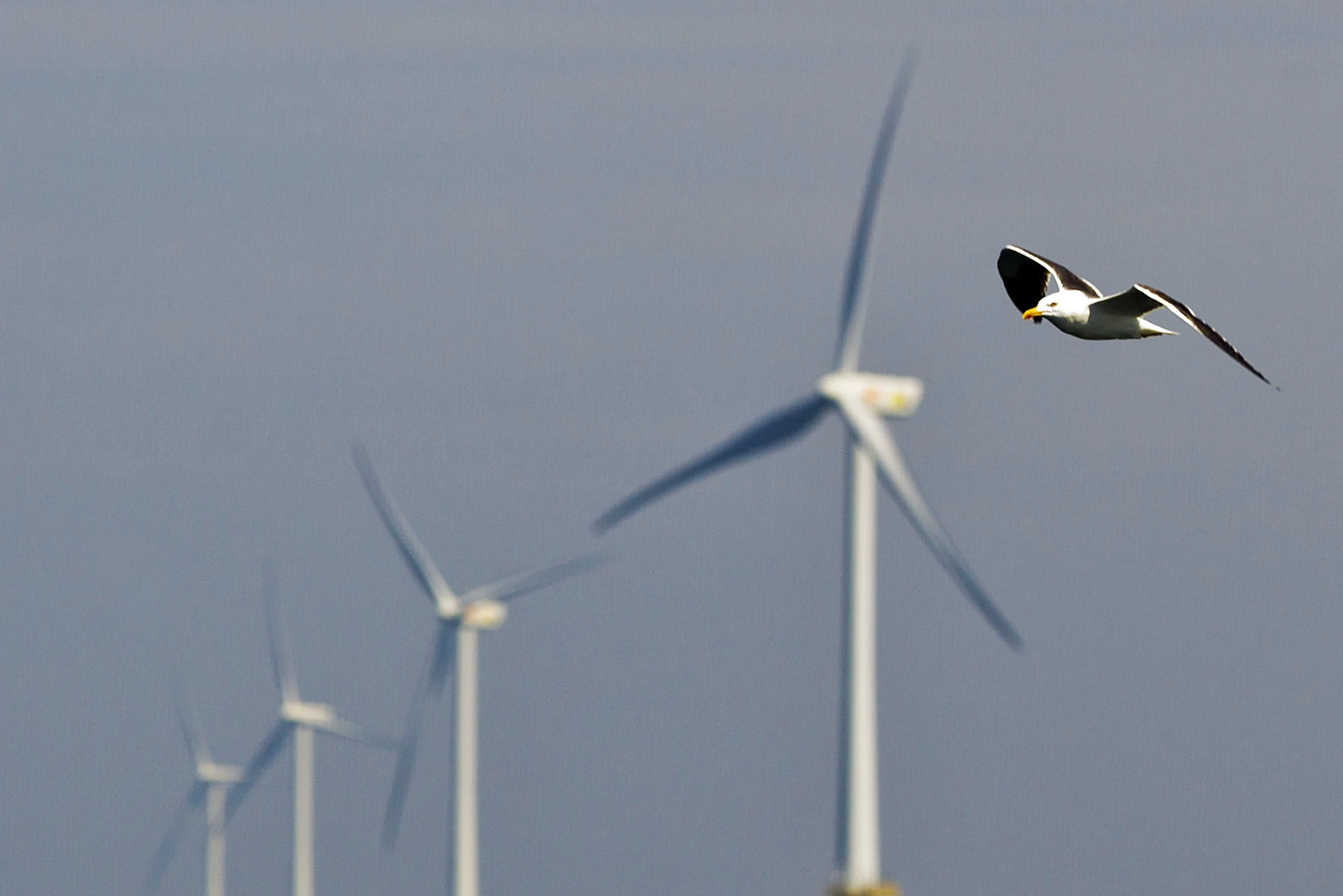Trekvogels leggen windmolens stil, energieproductie tijdelijk omlaag
