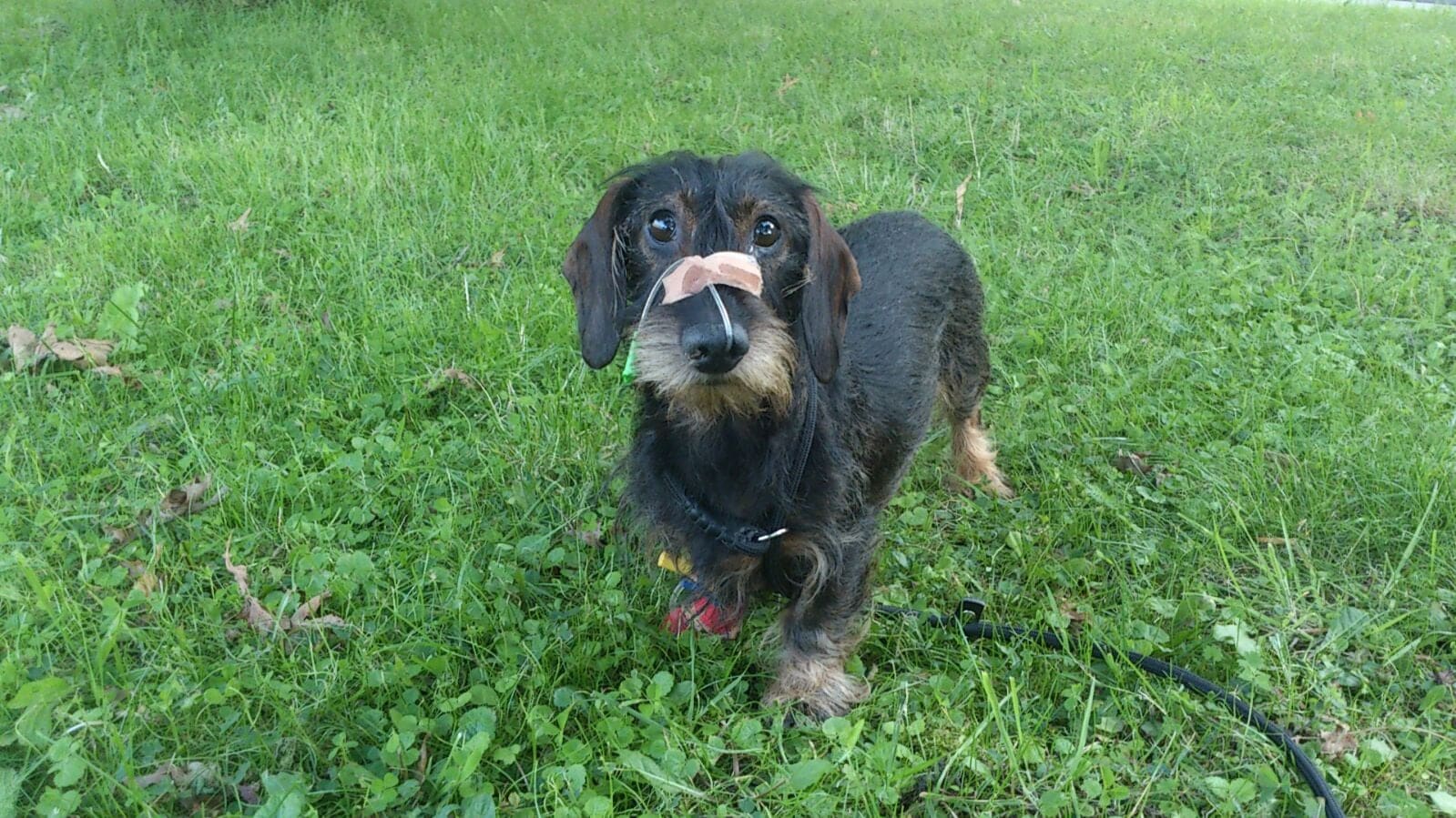 Takkie de teckel verloor vijf jaar geleden zijn tong maar leeft nog steeds