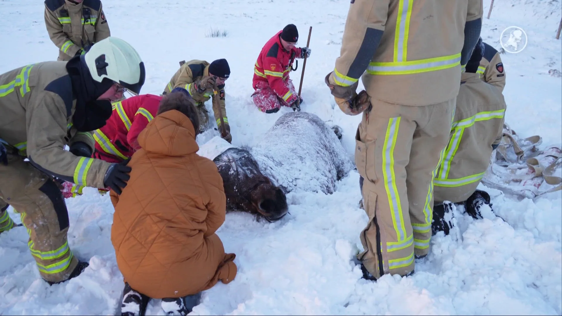 Zwaar uitgeput paard uit diepe besneeuwde sloot bevrijd