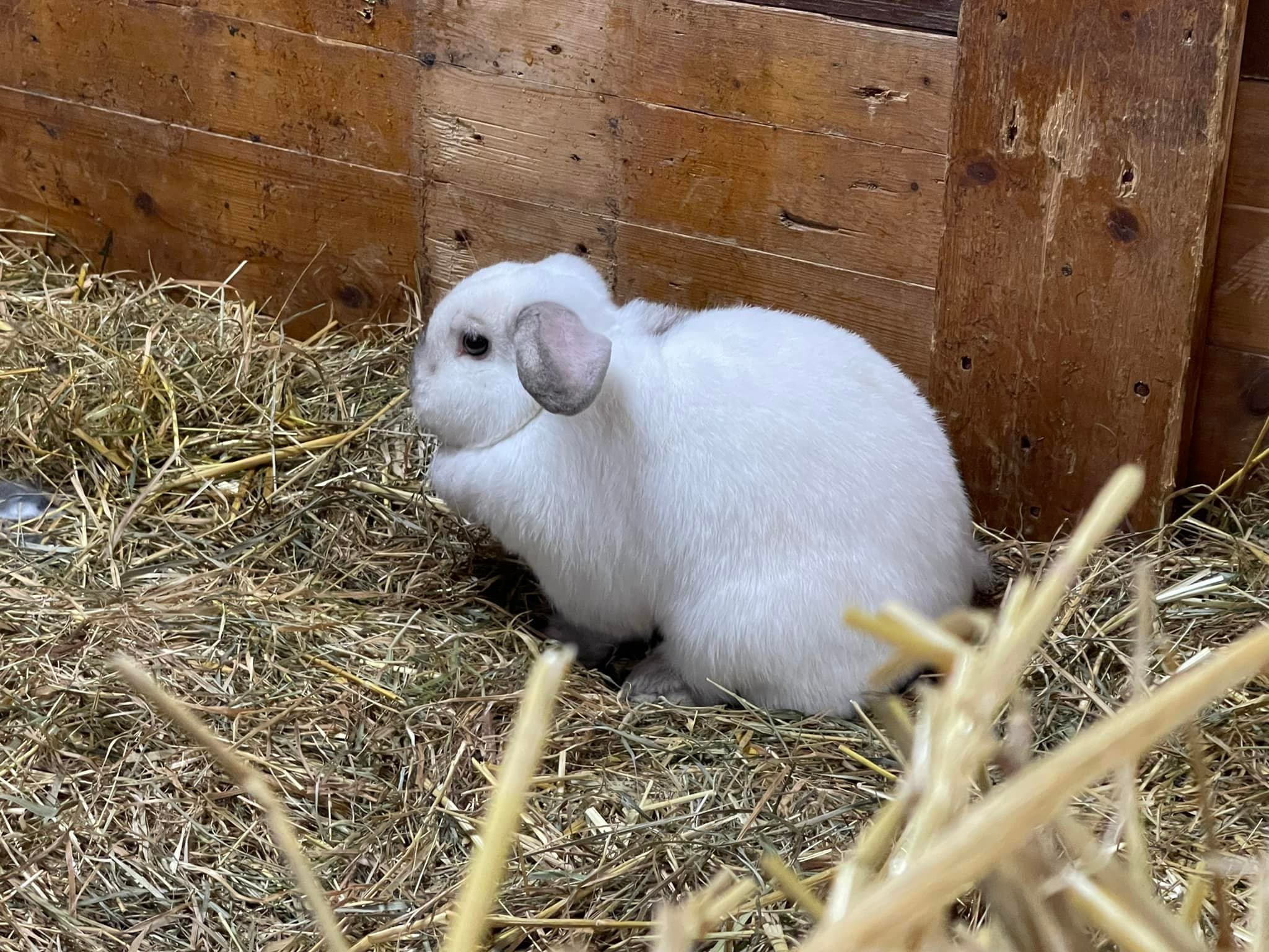 Konijn Snowy terug bij kinderboerderij: 'Nooit durven hopen'