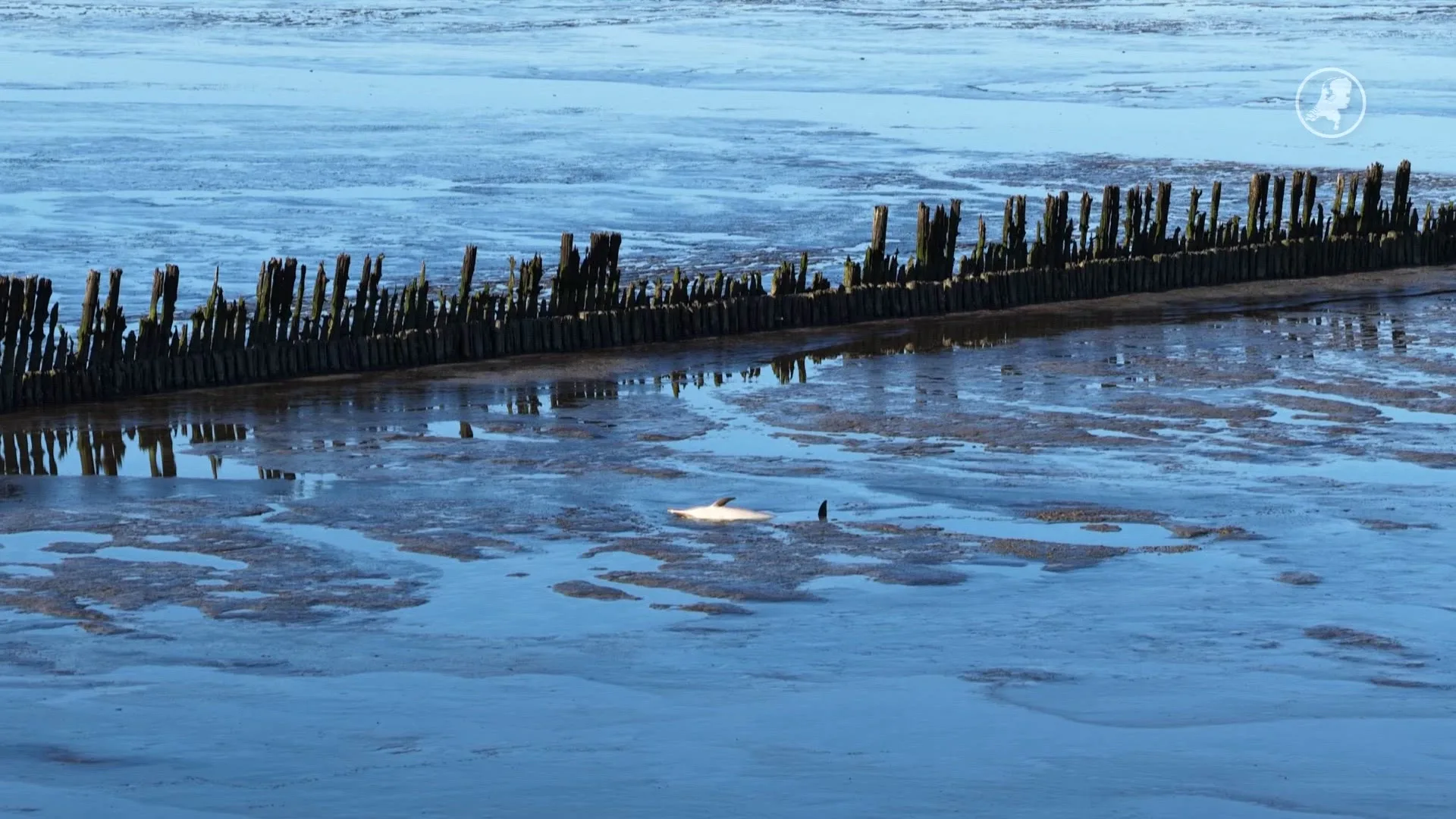 Overleden dolfijn aangespoeld op wad bij Wierum
