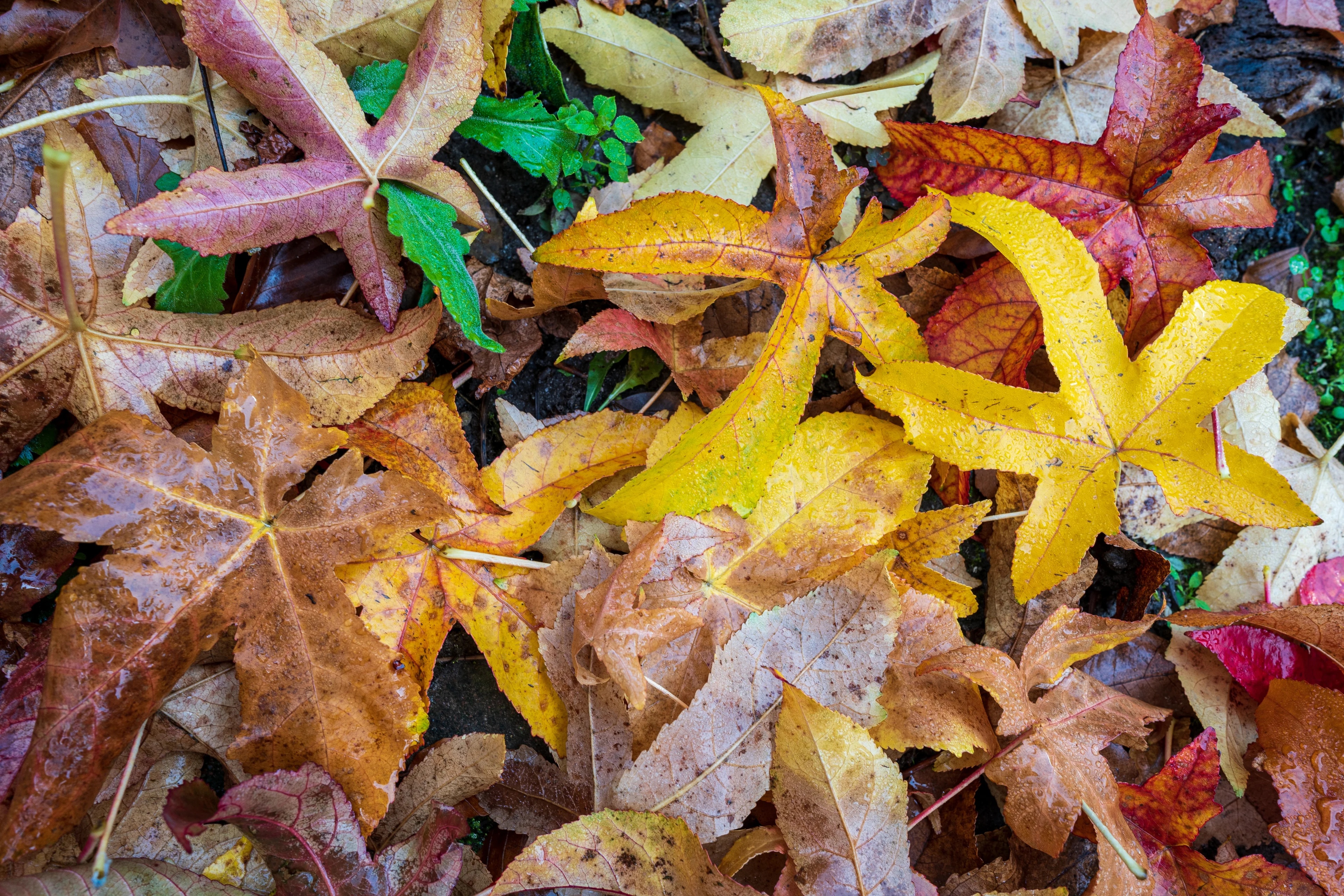Waarom je die bladeren in je tuin nooit moet opruimen