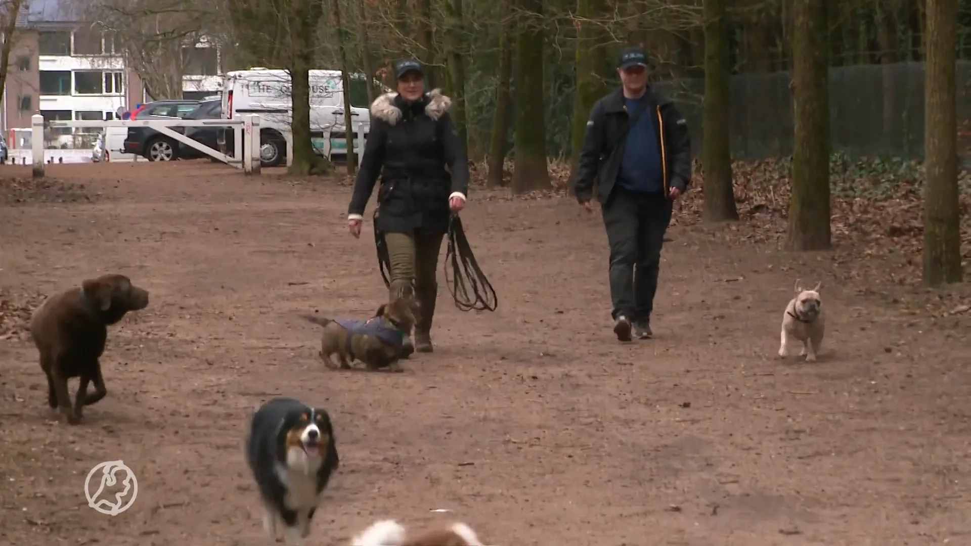 Hondeneigenaren opgelet: straks nog maar met maximaal 3 honden het bos in