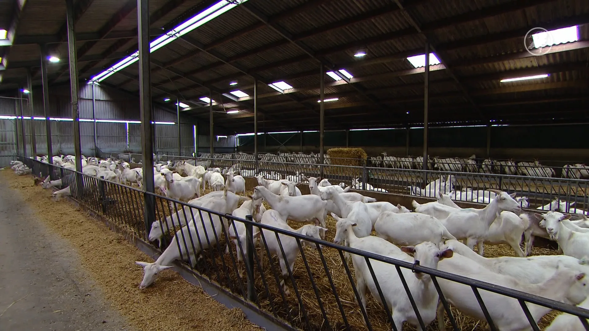  Q-koorts-patiënten willen actie na rapport geitensector: 'Nul vertrouwen in politiek'