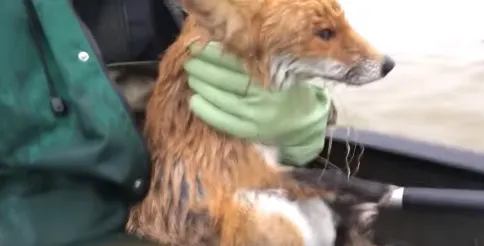 Ontroerend: Vos verrast door hoogwater in Gelderland, maar Jorden schiet te hulp