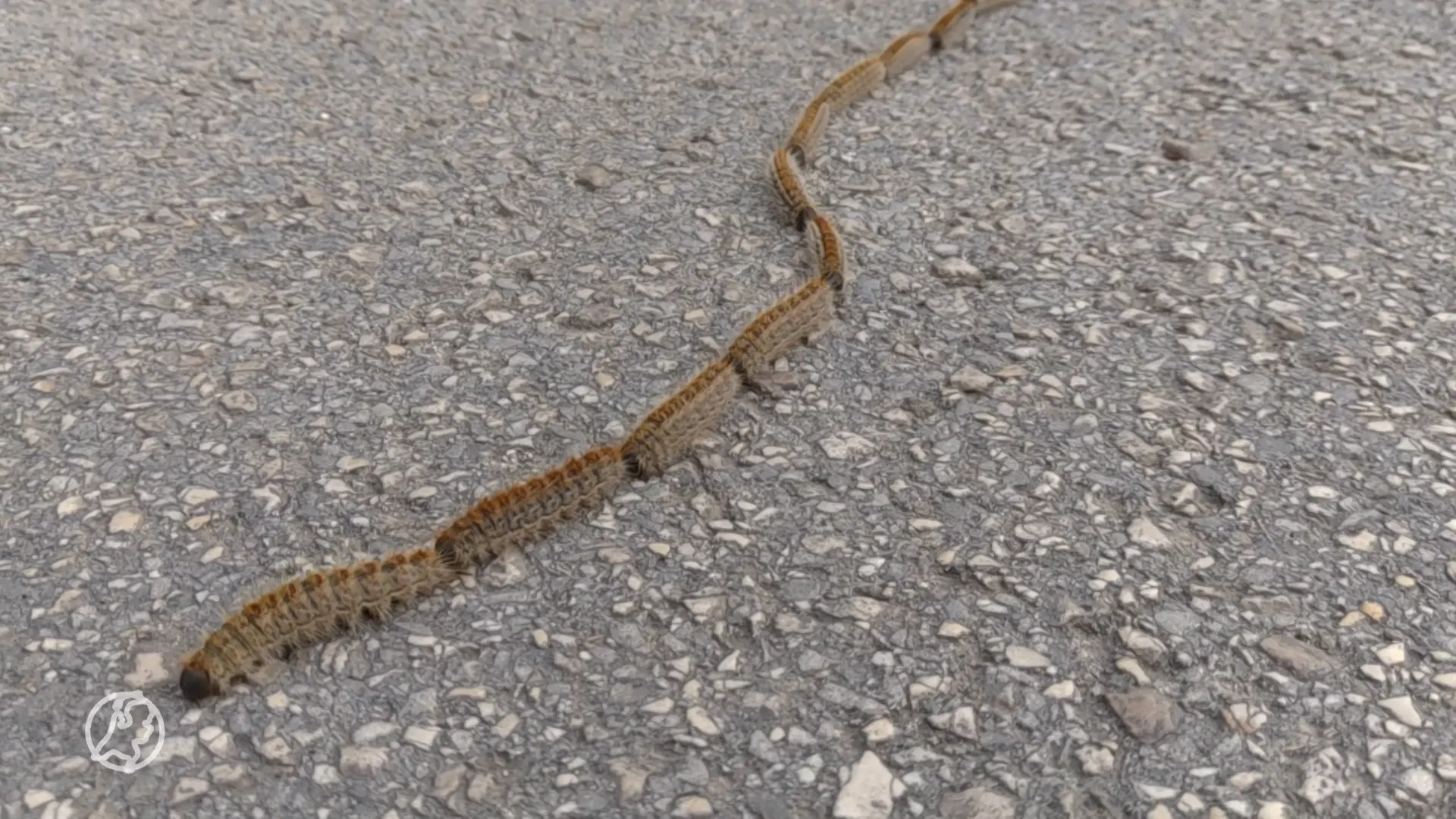 Nederland moet zich opmaken voor nieuwe processierups