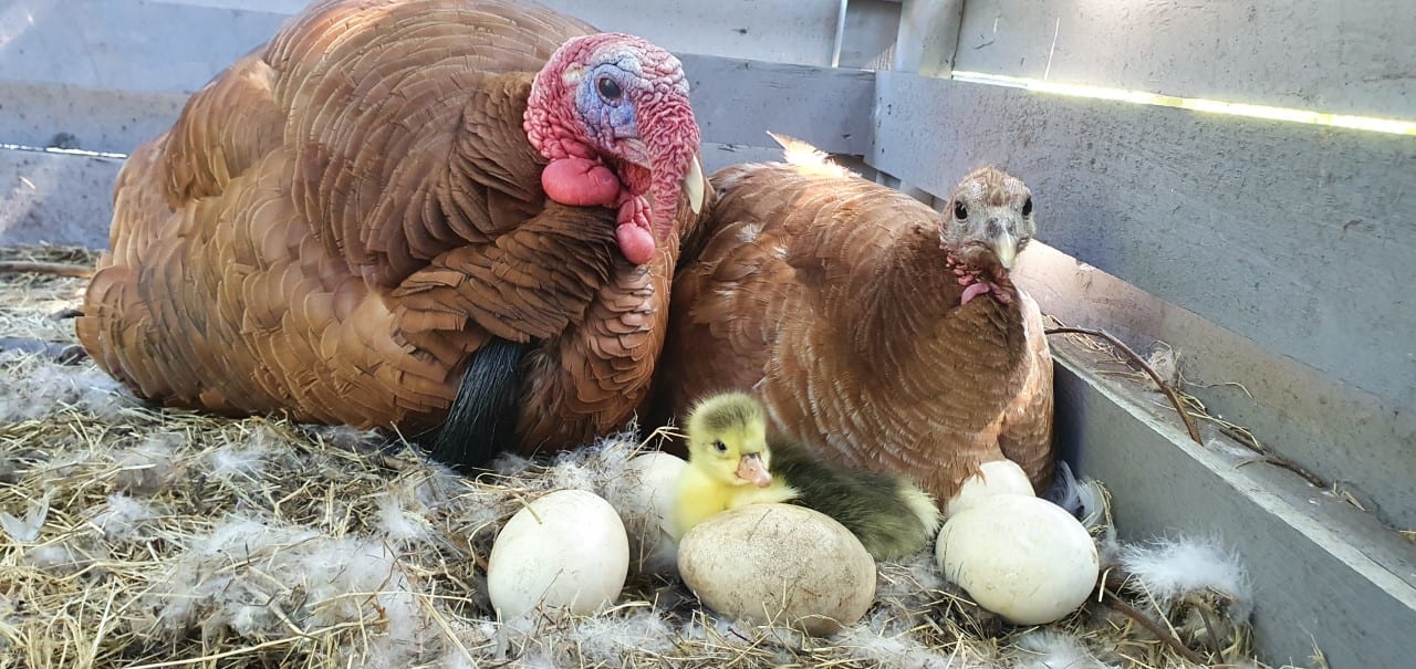 Mannetjeskalkoen broedt in de steek gelaten ganzeneieren uit