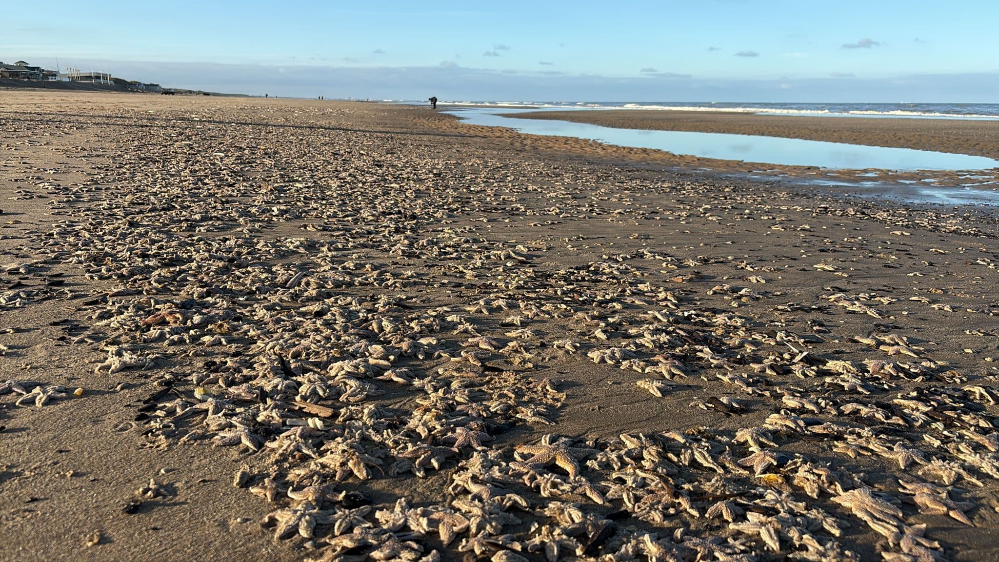 ZIEN: Duizenden zeesterren aangespoeld op Nederlandse stranden