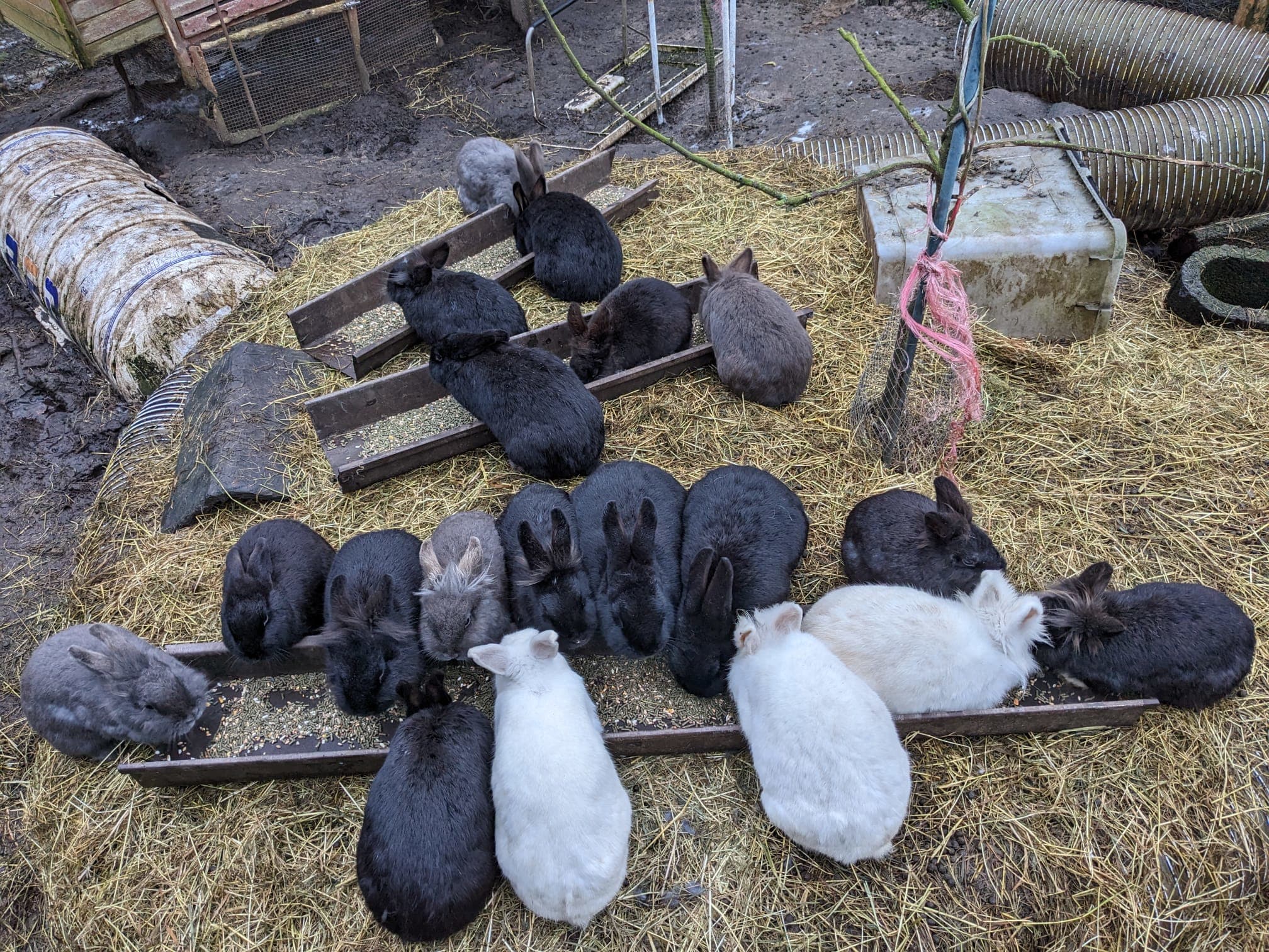 Heeft iemand plek voor 1 van deze 38 konijnen? Opvang zit overvol
