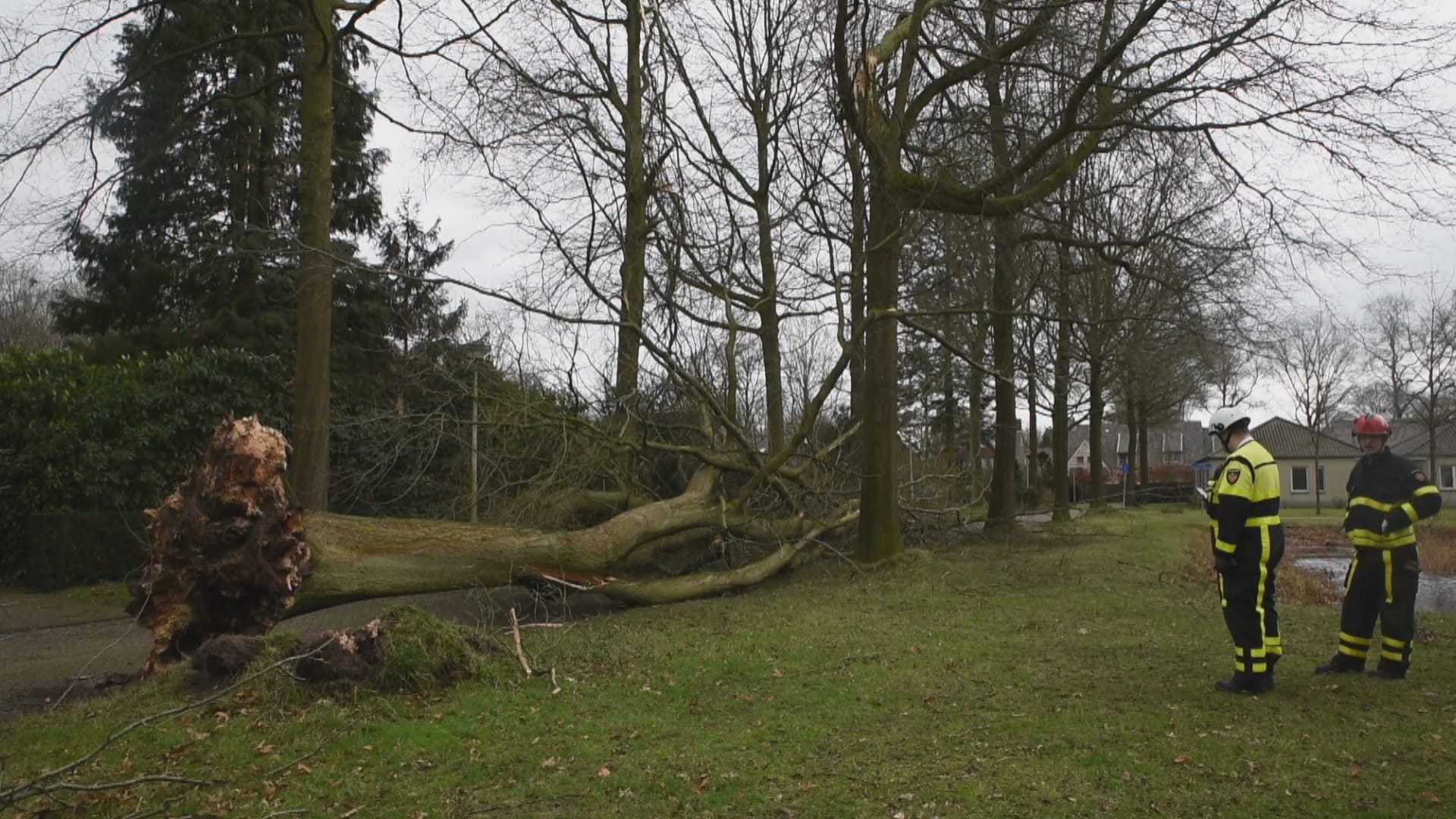 Storm Dennis zorgt vooral voor klein leed, veel meldingen van omgevallen bomen