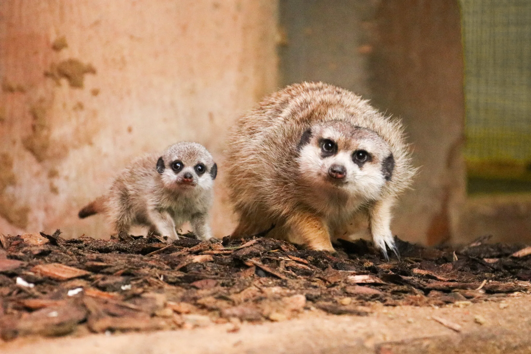 DierenPark Amersfoort verwelkomt drie baby stokstaartjes