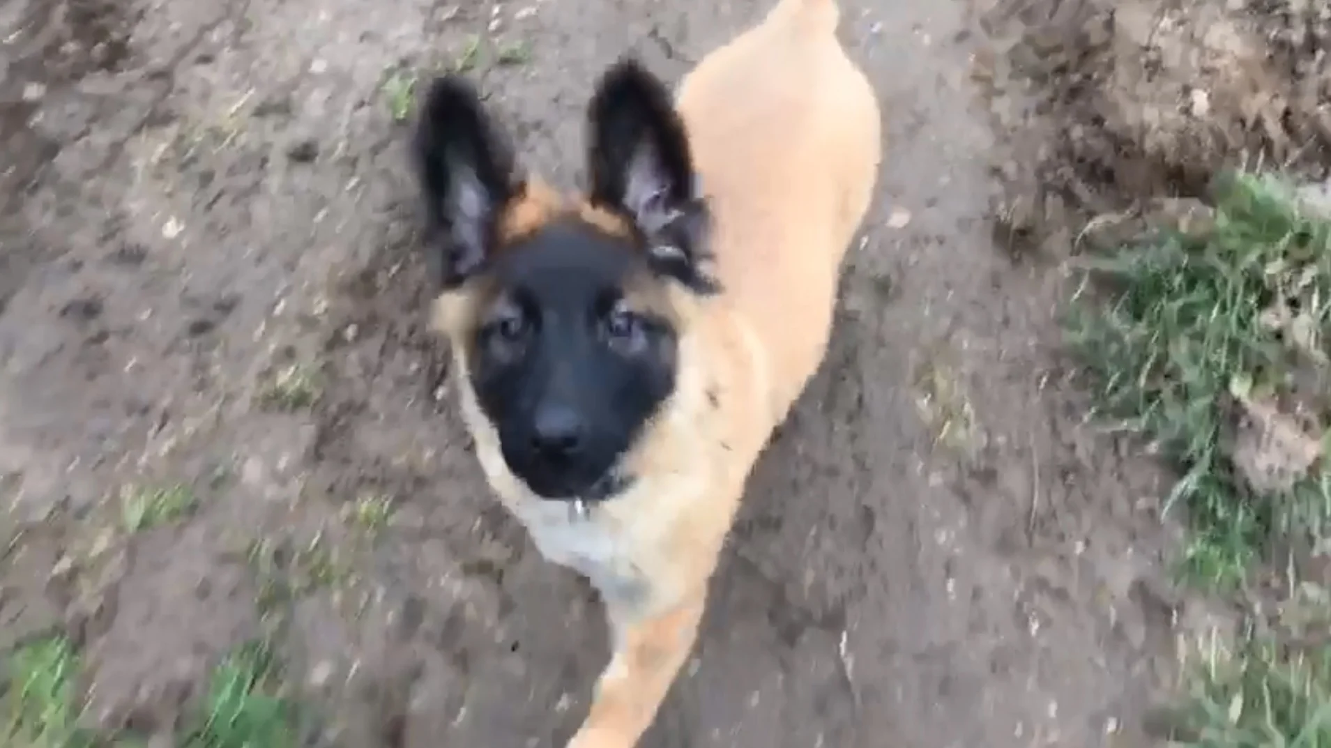 Gedumpte puppy A2 blijkt mogelijk talentvol speurneus