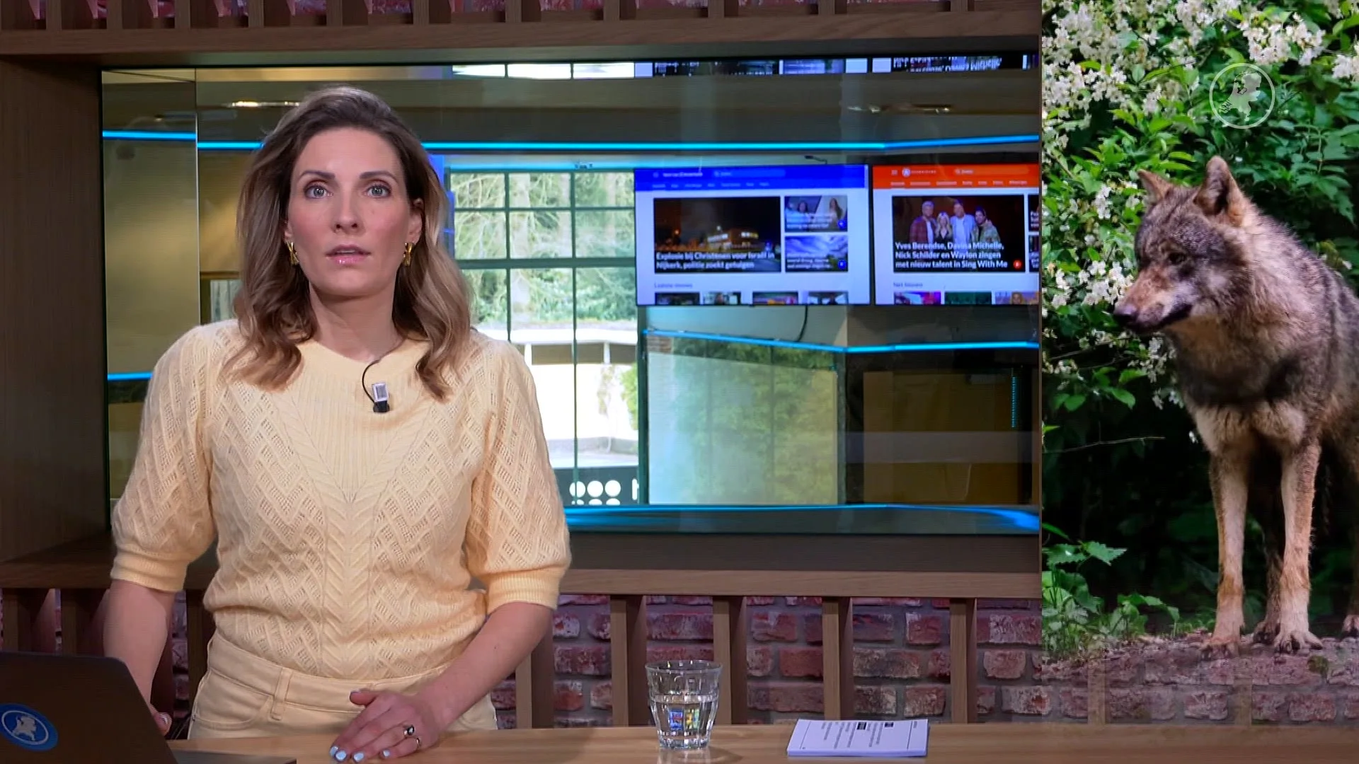 Na jaren van stijging: minder meldingen wolvenaanvallen op vee