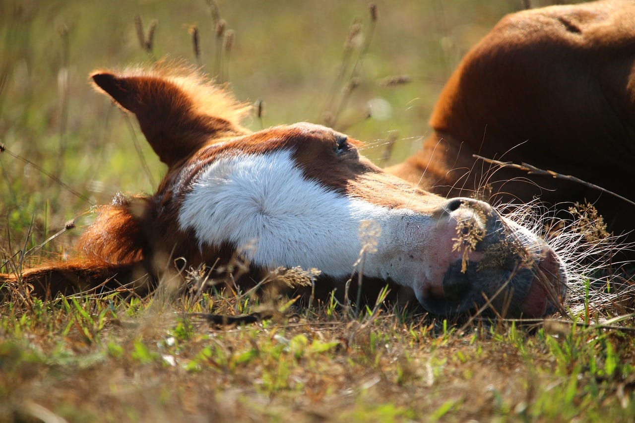Lugubere vondst in Venlo: 'los' paardenhoofd en kadavers van pony's gevonden