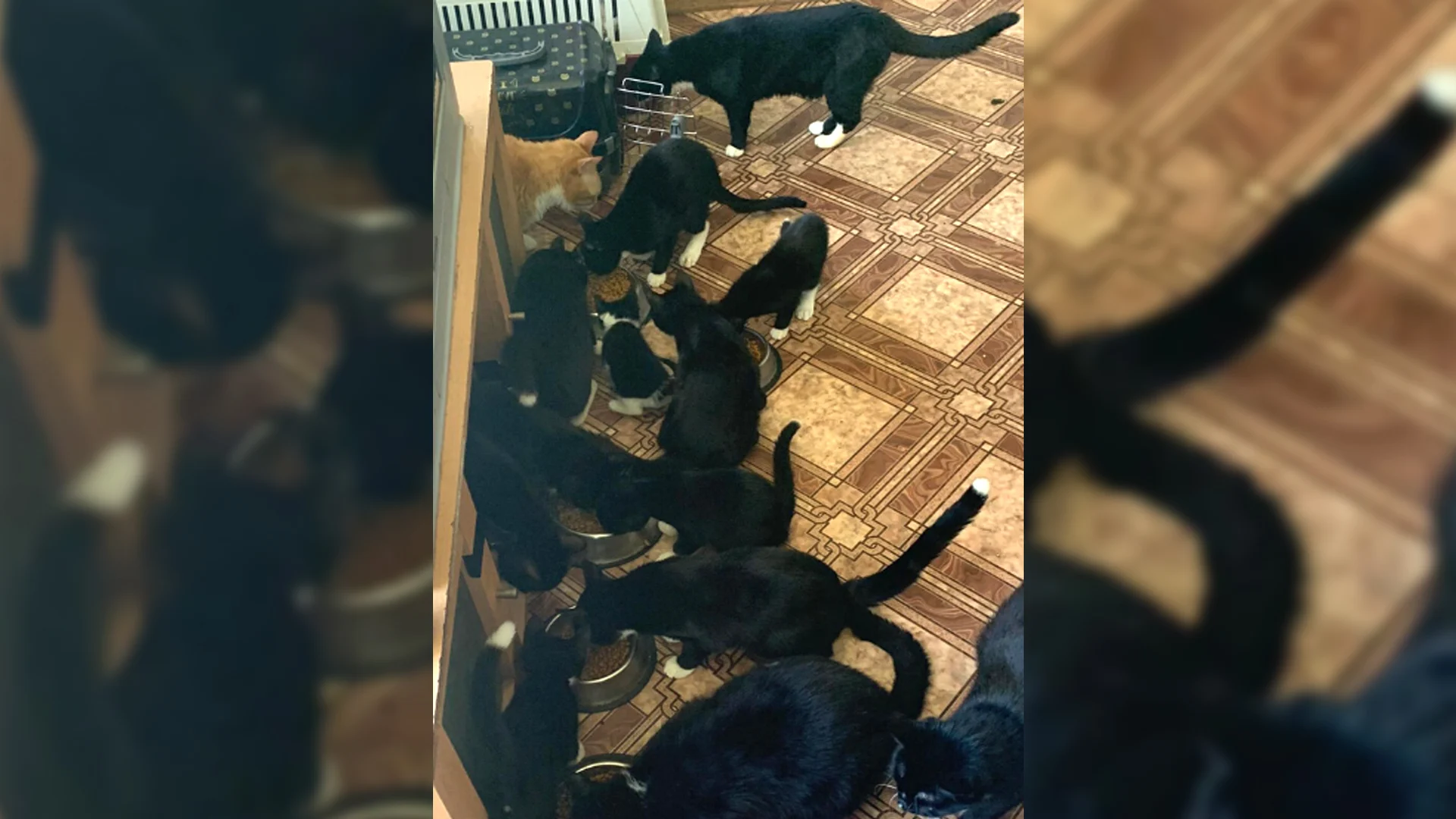 Zwaar verwaarloosde katten uit woning gehaald in Rotterdam: 'Kitten at peuken uit een asbak'