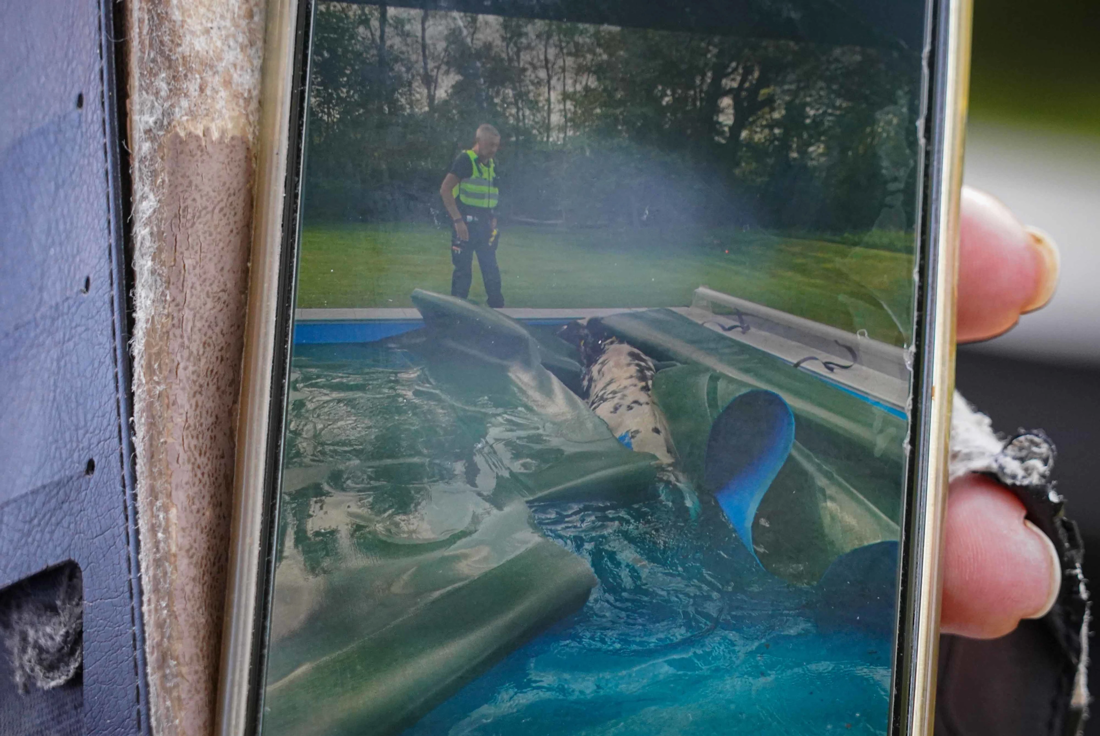 Verfrissend avontuur: ontsnapte koe neemt duik in Drents zwembad