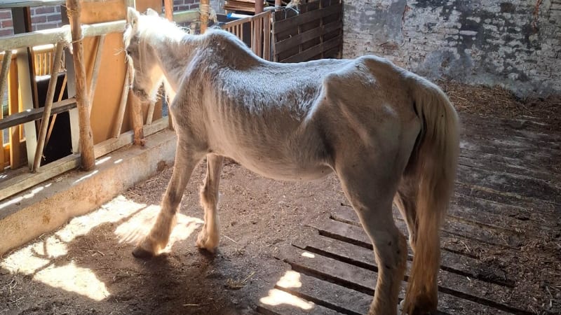 Graatmager paard en pony’s weggehaald: 'Eigenaar weigert zorg'