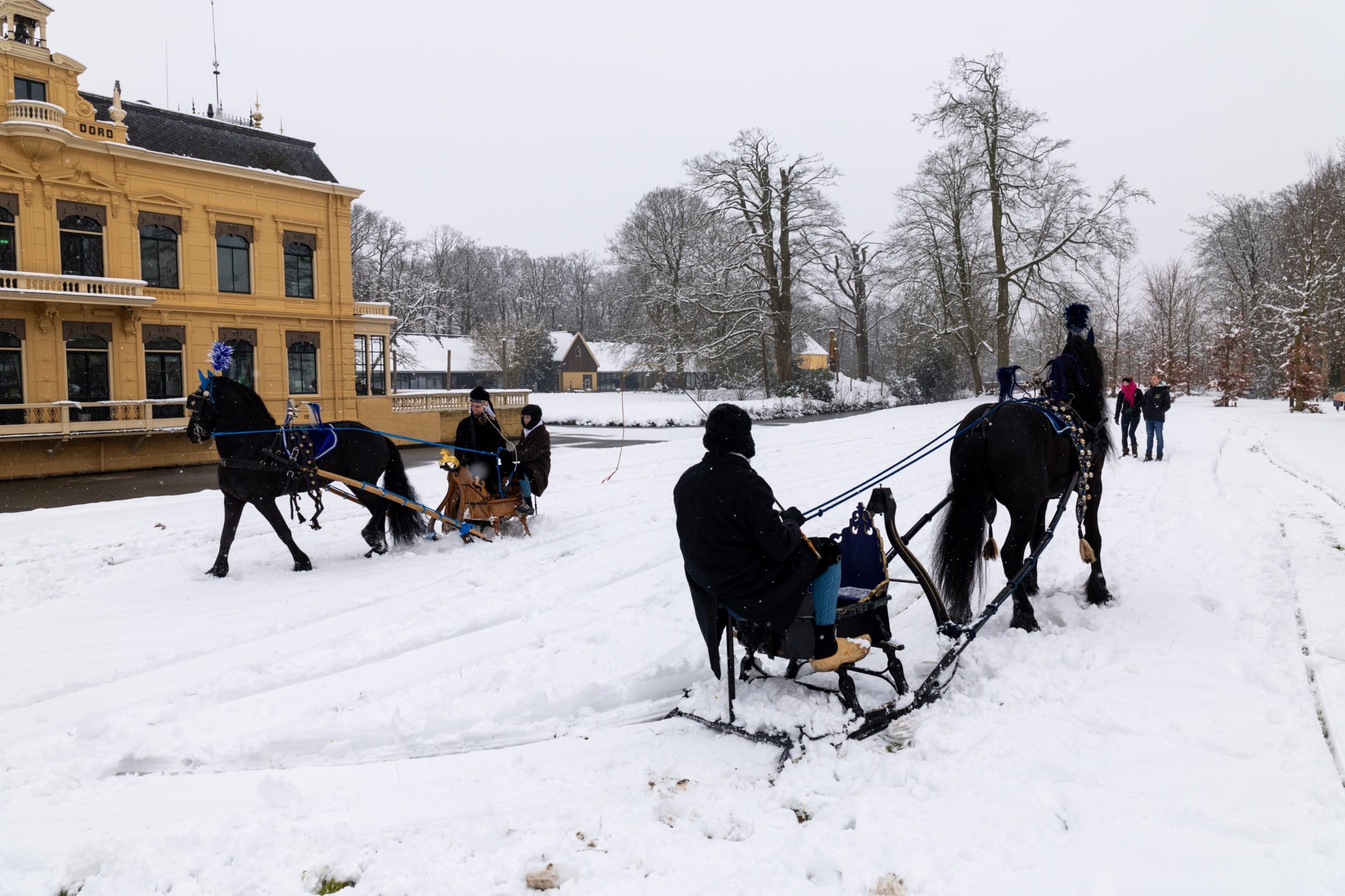 ZIEN: Friese paarden trekken arrenslee voort in Gronings winterwonderland