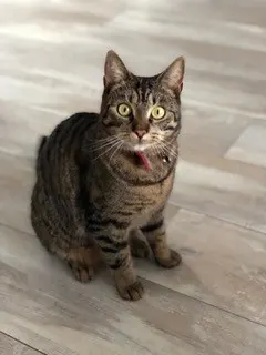 Kat Bengel door kop geschoten in Noord-Hollandse Blokker