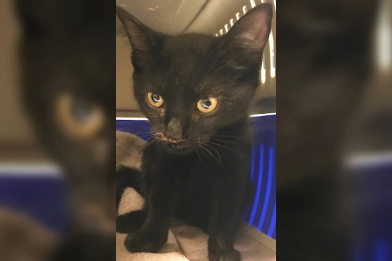 Verwaarloosde kitten loopt met strakke ketting om nek door Rotterdamse straat