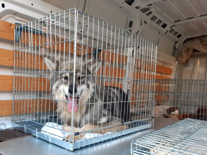 Nieuwe wetgeving om illegale hondenhandel vanuit buitenland tegen te gaan