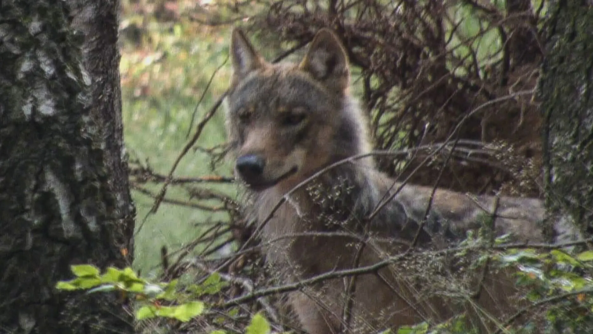  Aangifte tegen burgemeester en boer na incident met wolf Drenthe