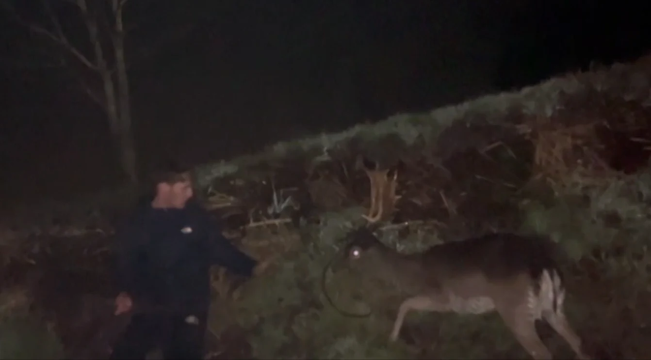 ZIEN: dronken en vastbesloten Redmar weet vastzittend hert te bevrijden