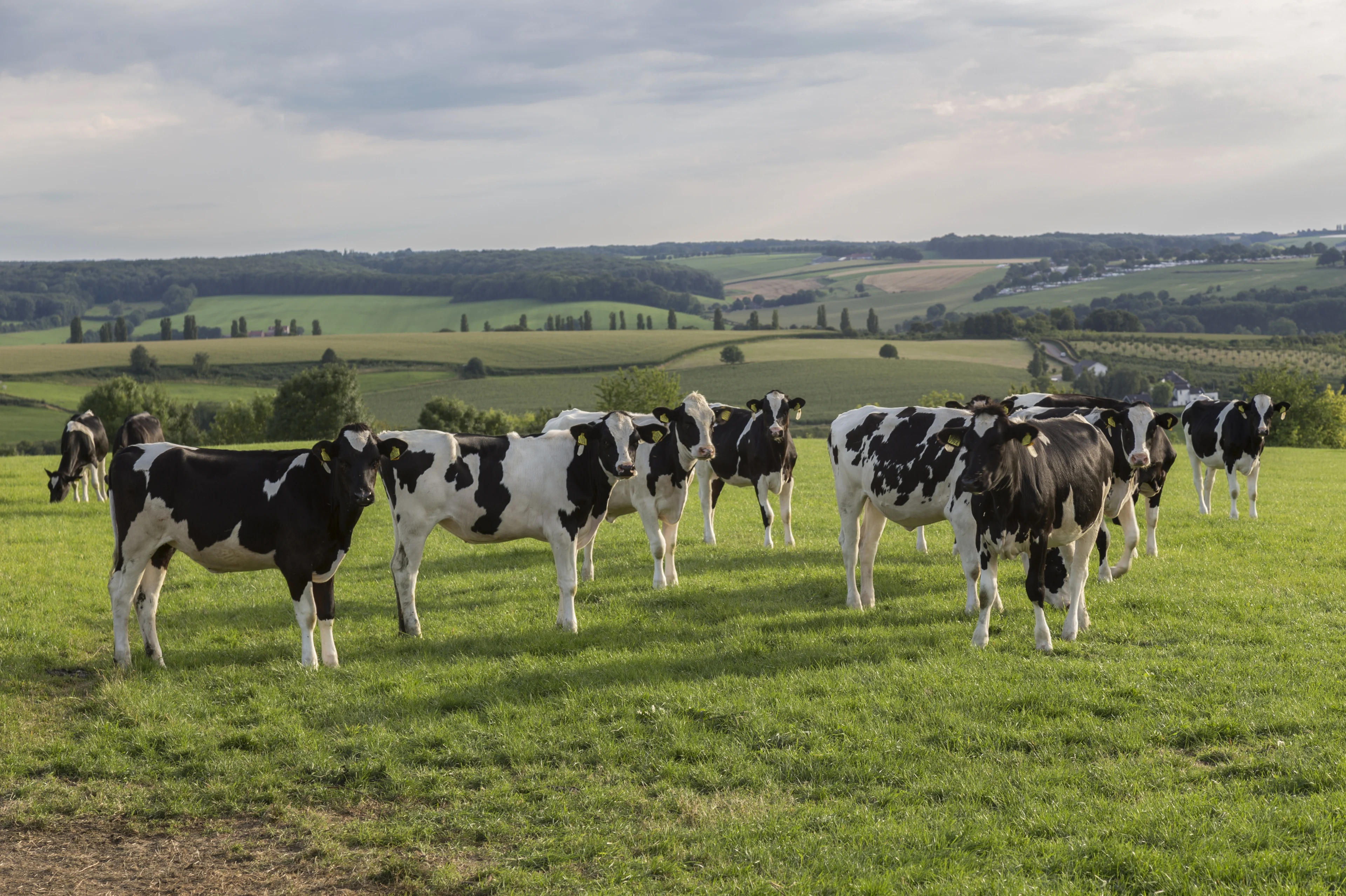 Wandelaar (67) overlijdt na aanval door kudde koeien in Spaubeek
