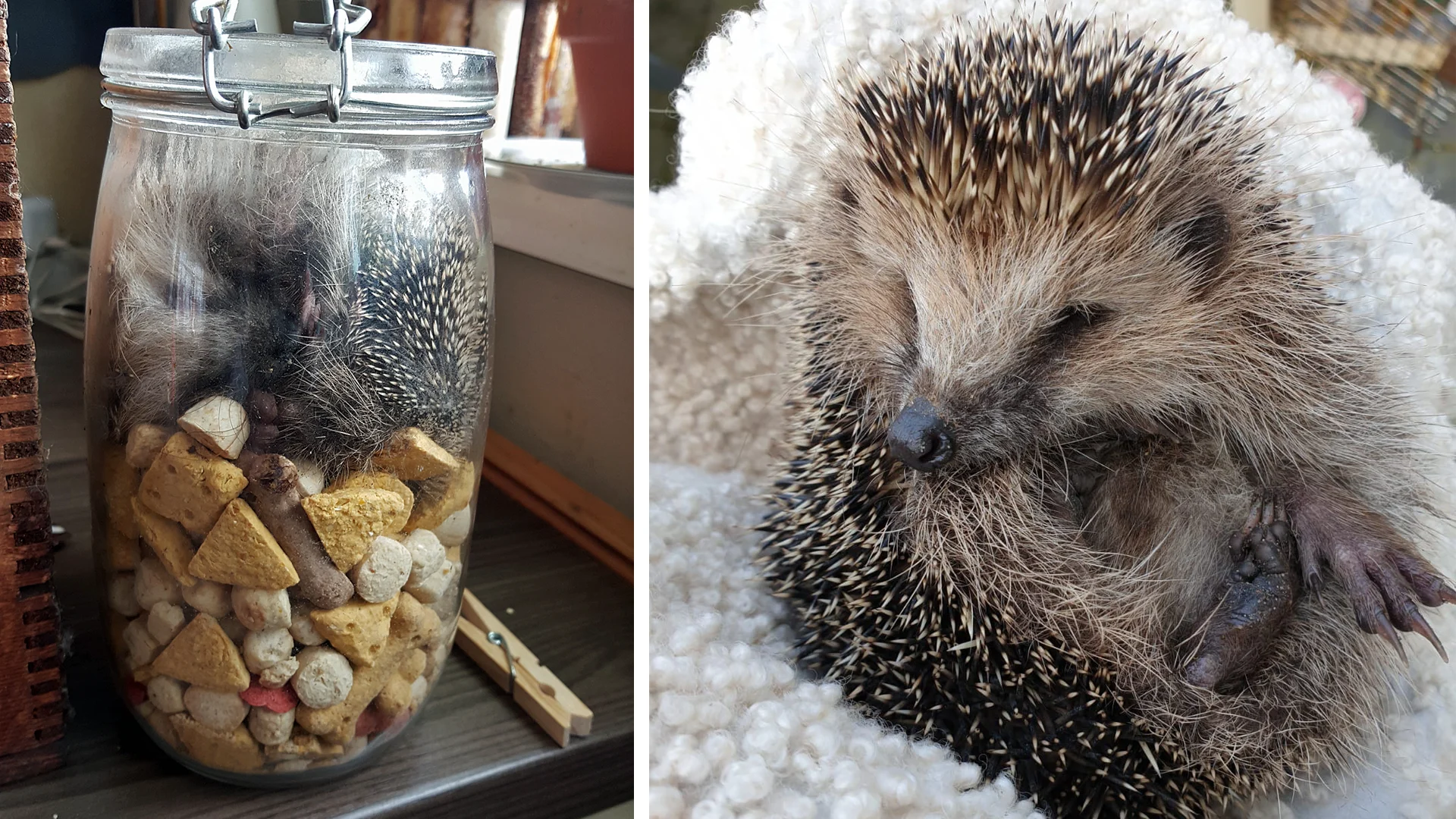 Egel Egbert heeft tijd van zijn leven in koekjespot van hond Max