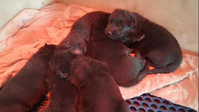 Acht pups van nog maar drie weken oud gestolen uit schuur in Boekel