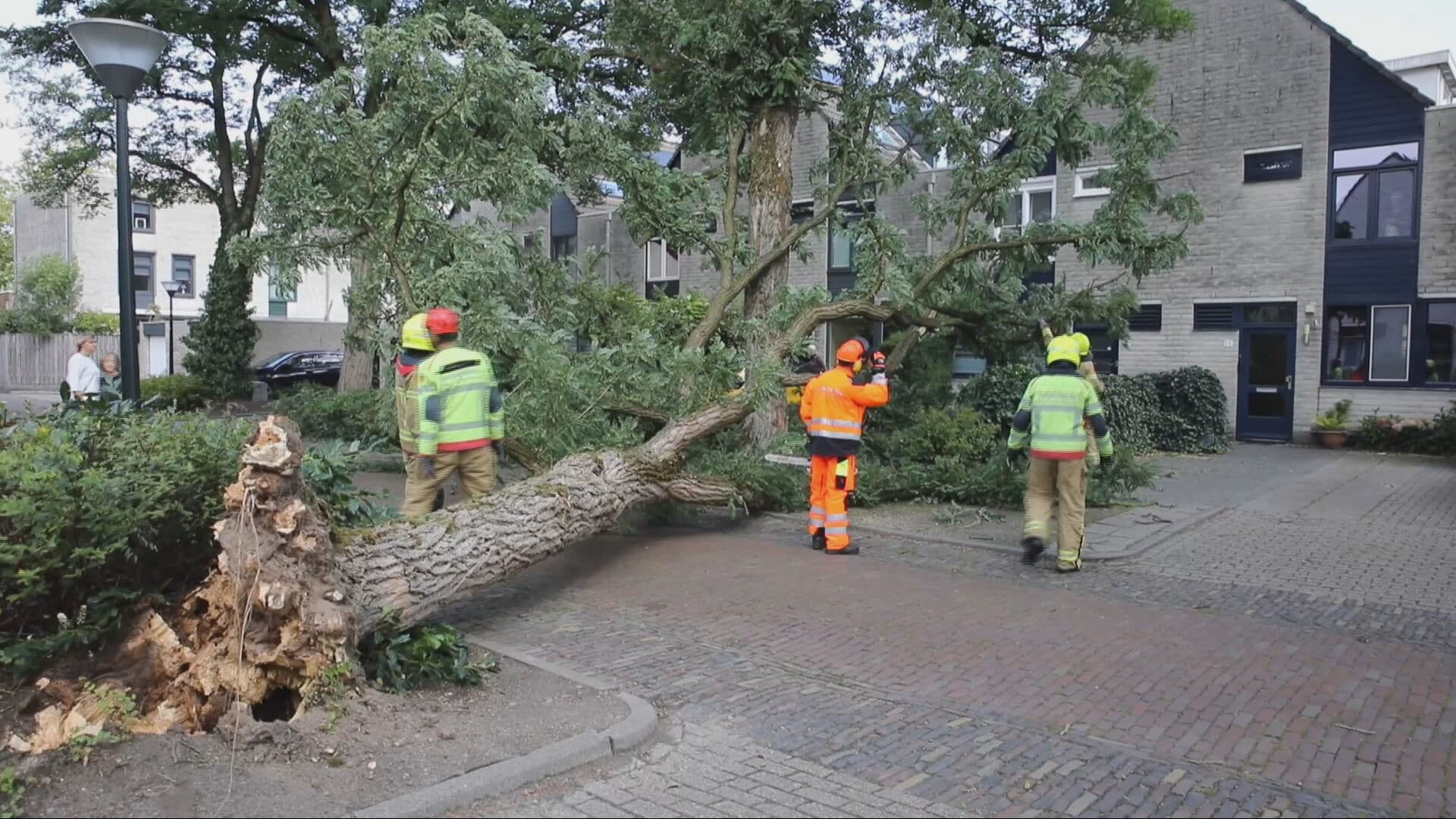Overlast in heel Nederland door harde wind: bomen om en flitspaal bezwijkt