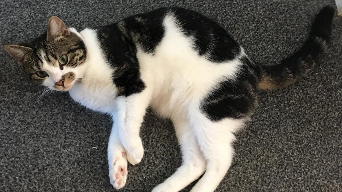 Nick is overlast zat en vangt buurtkatten: 'Ik word met de dood bedreigd'