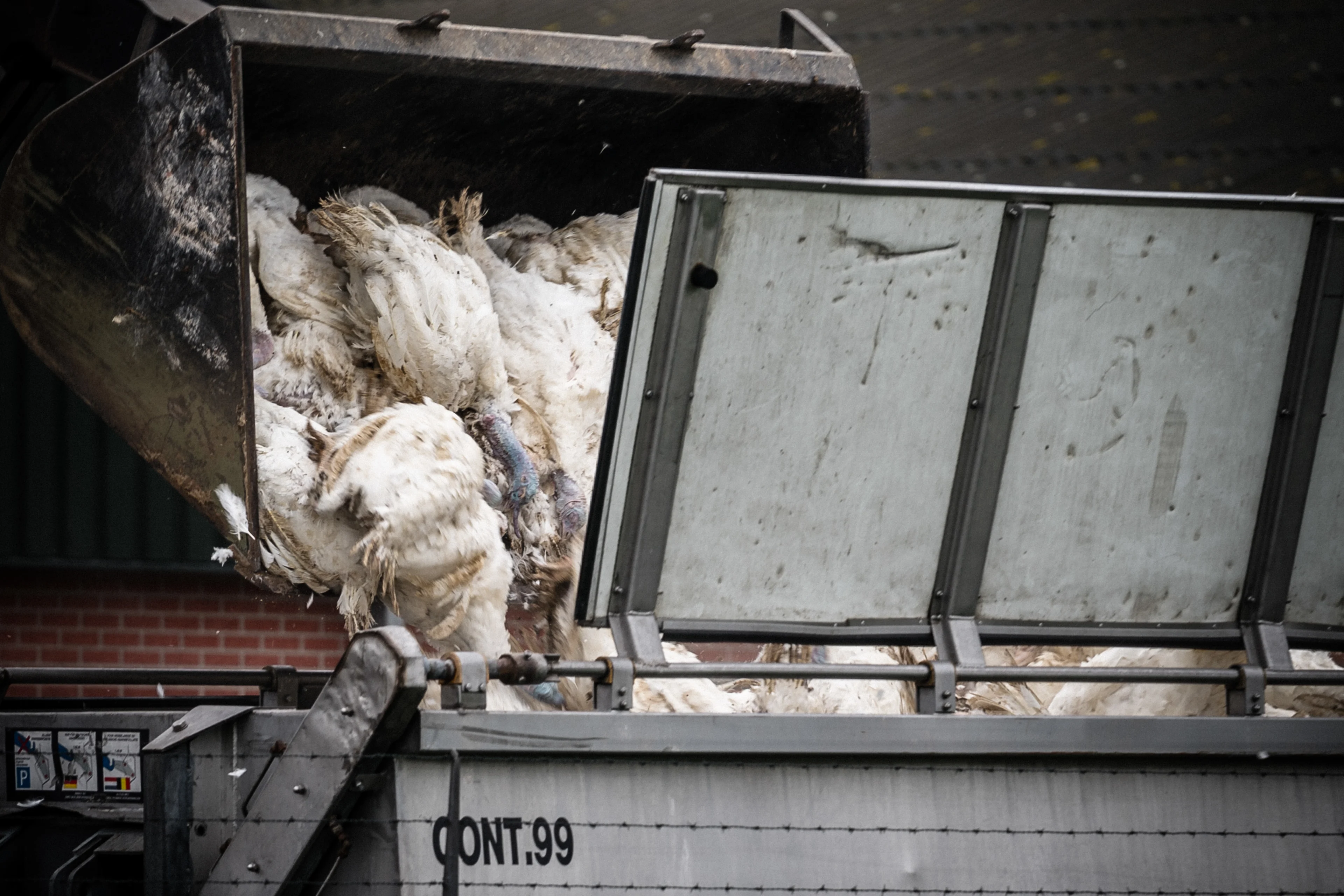 Ruim 50.000 kippen geruimd in Woltersum na vastellen vogelgriep