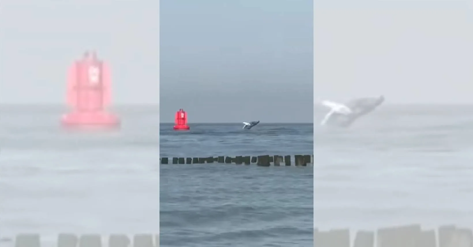 Bultrug gespot voor Zeeuwse kust bij Westkapelle