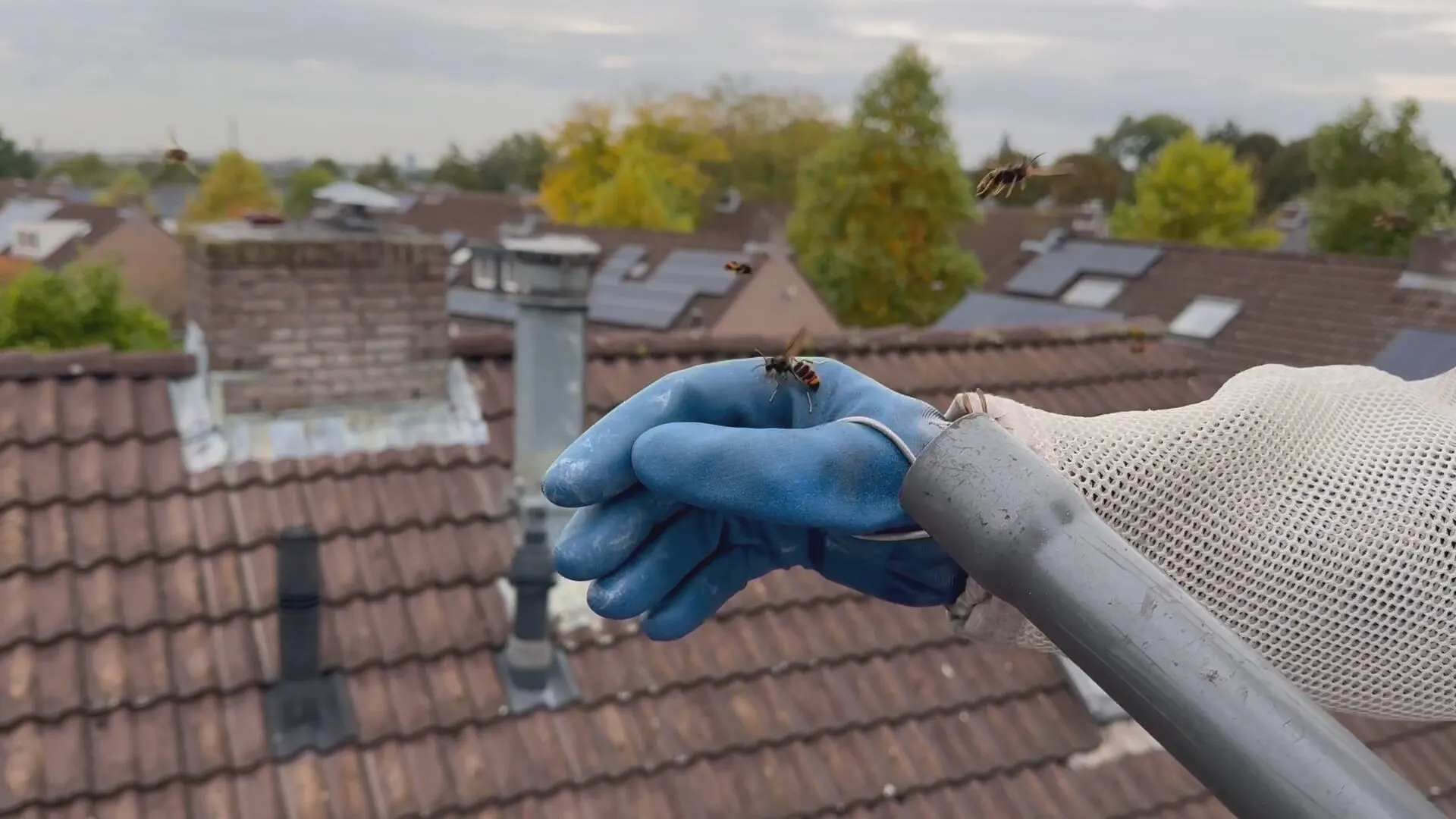 ZIEN: Rob zuigt gevaarlijke Aziatische hoornaars uit schoorsteen 