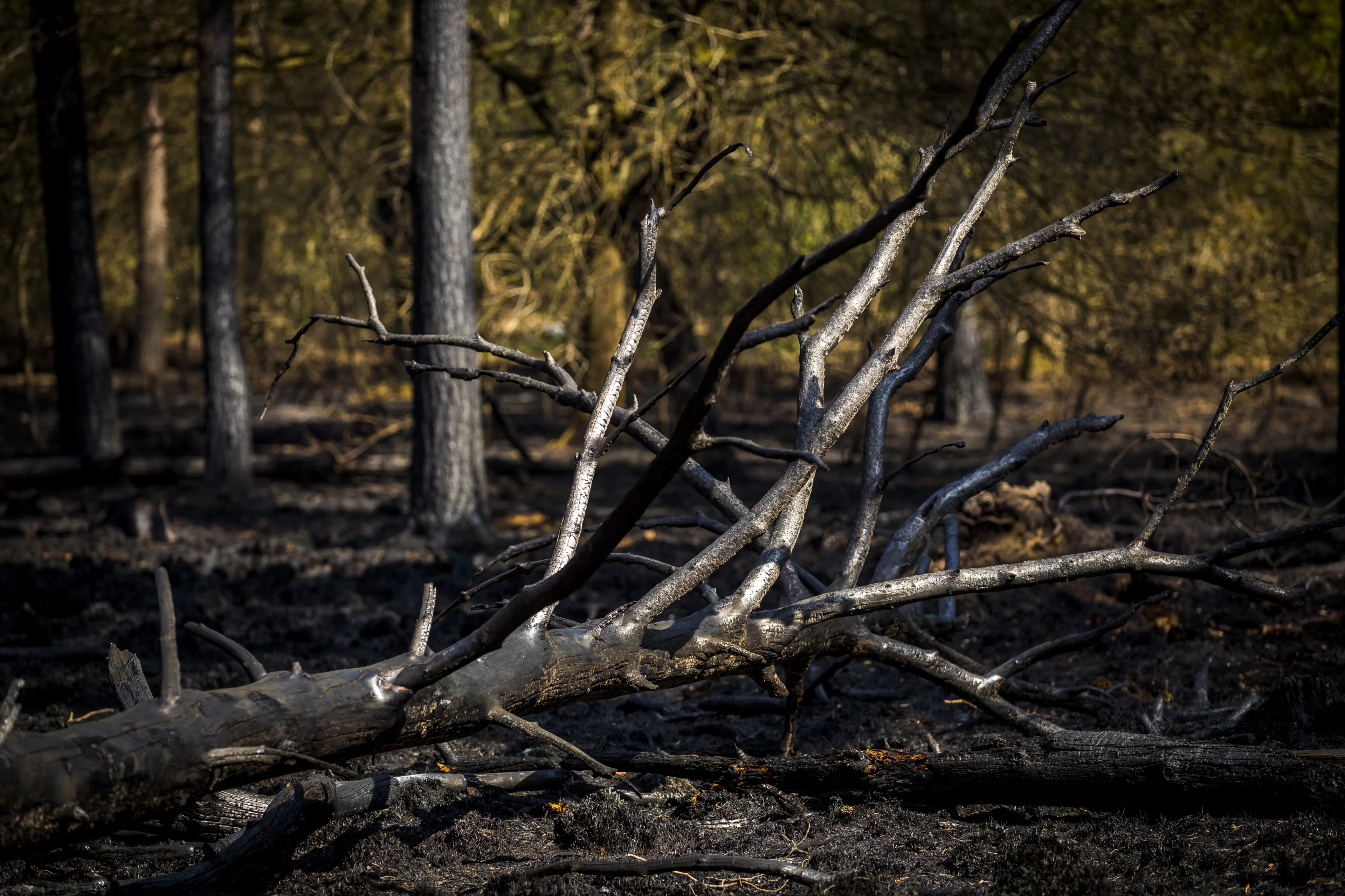 Brand in Nationaal Park de Meinweg is geblust