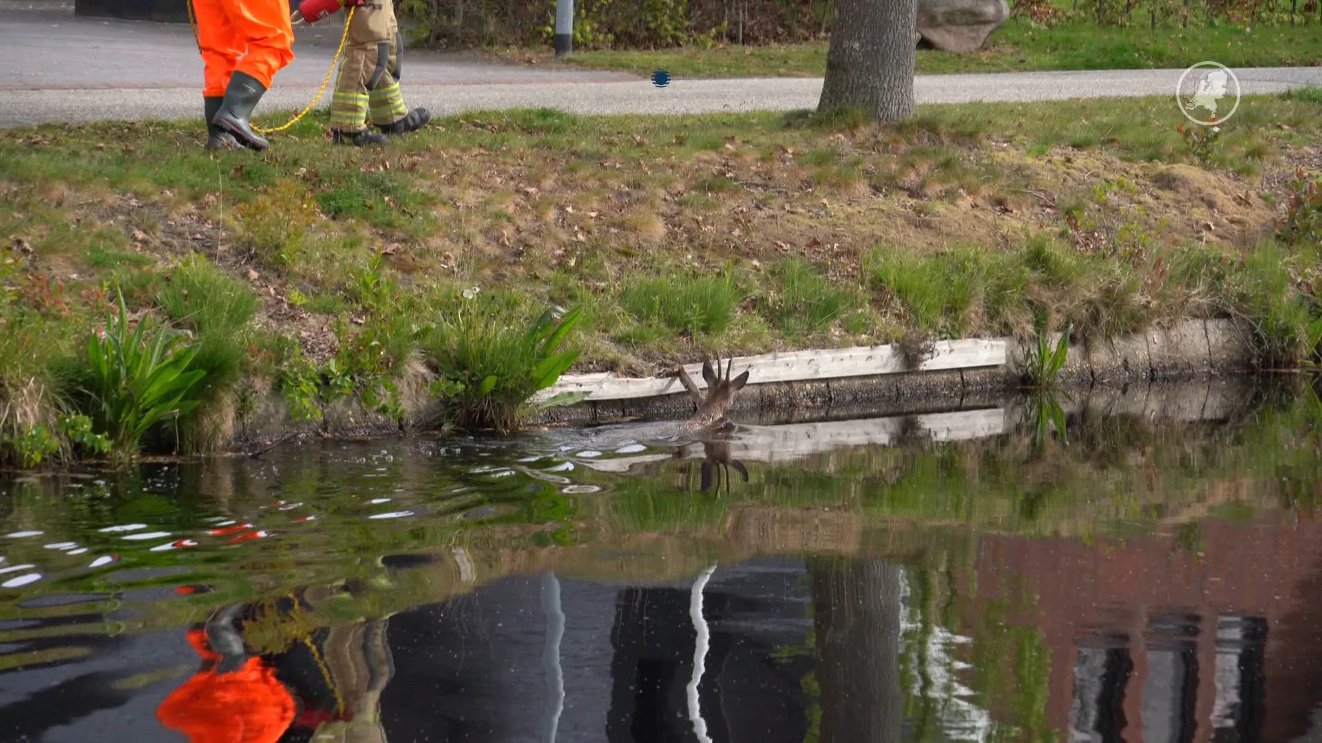 Ree in nood door brandweer gered uit het water