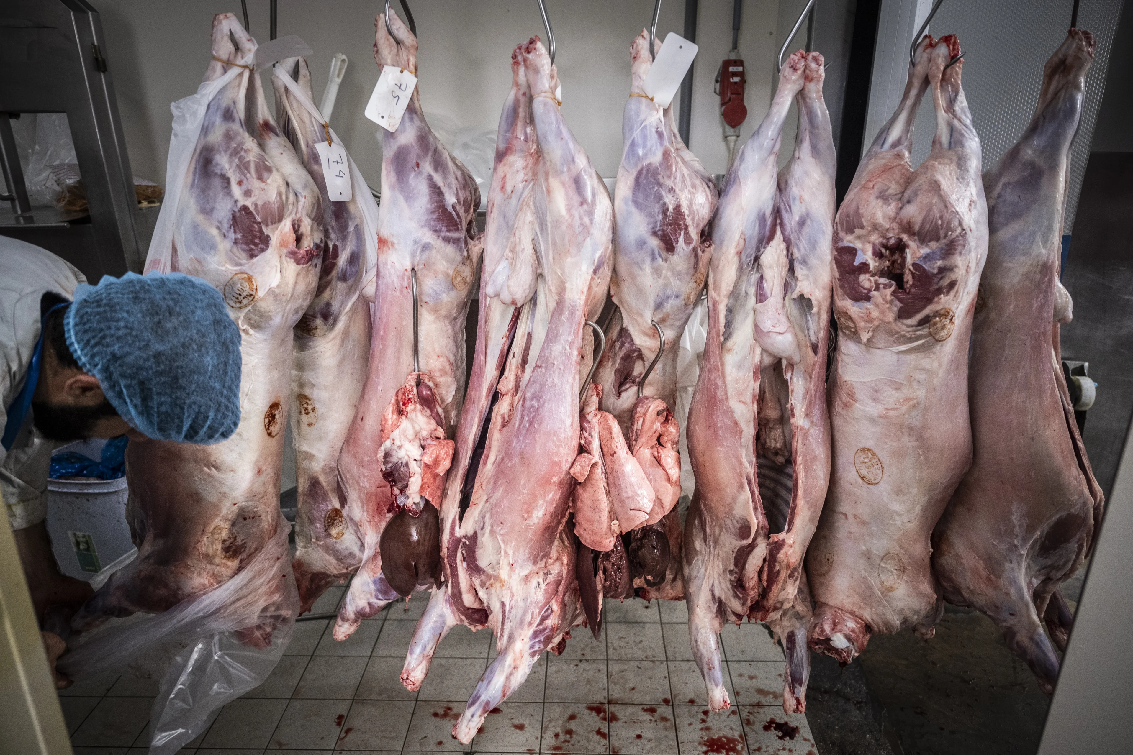 Utrechtse boerderij betrapt: zou schapen onverdoofd hebben geslacht