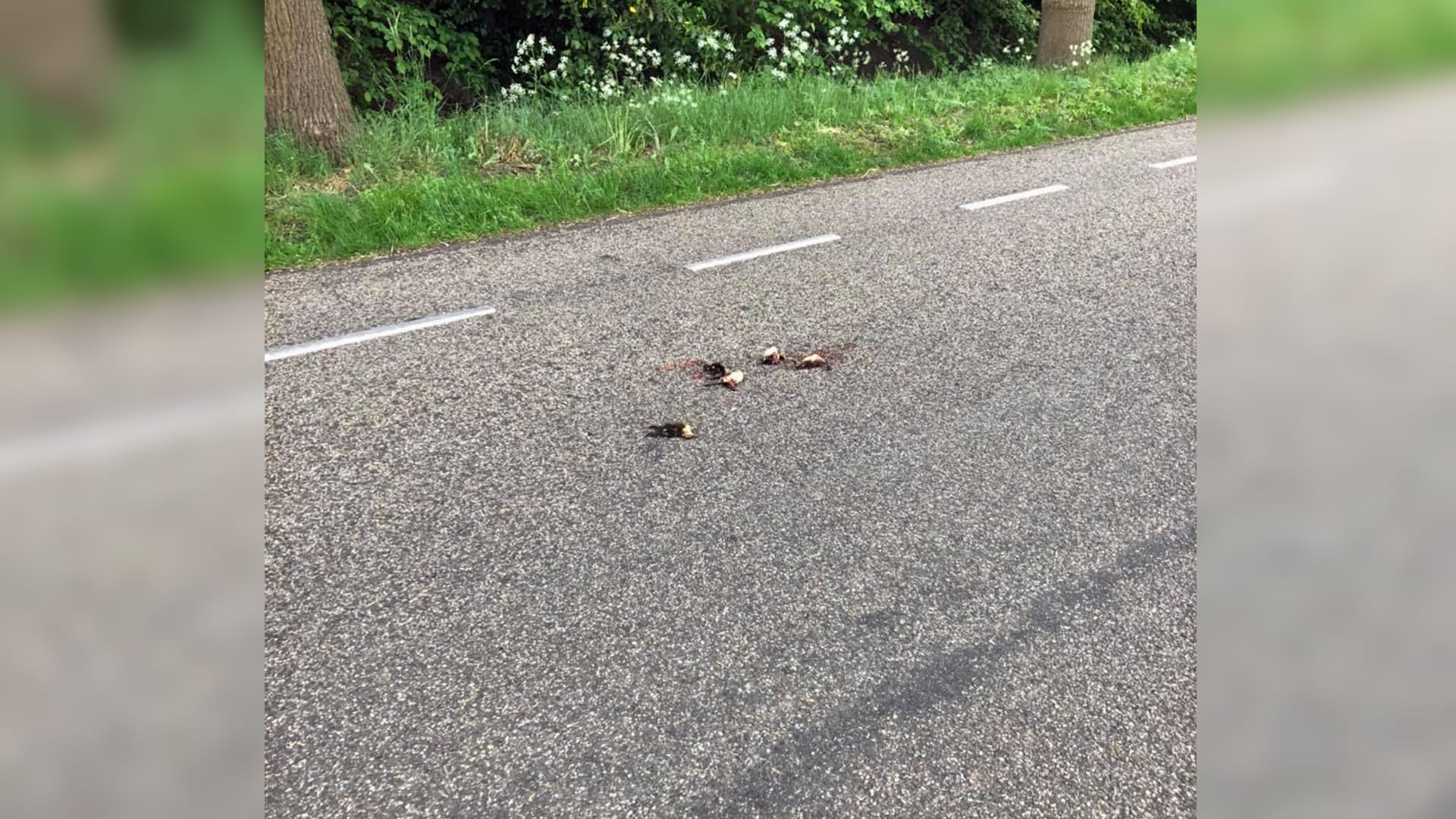 Rijleraar woest om 'expres platgereden baby eendjes'