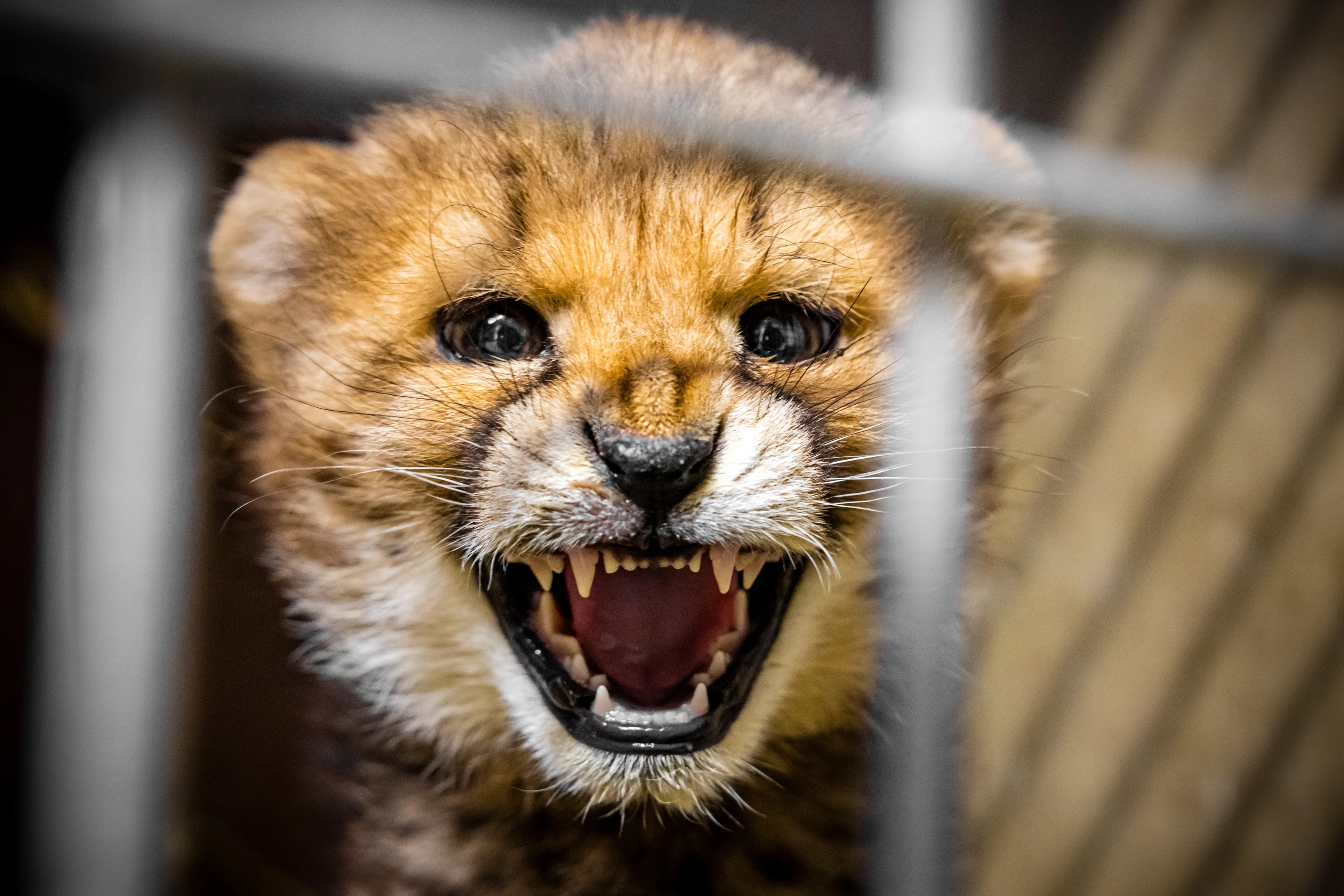 'Geëmigreerd' cheetawelpje ontdekt buitenterrein Beekse Bergen