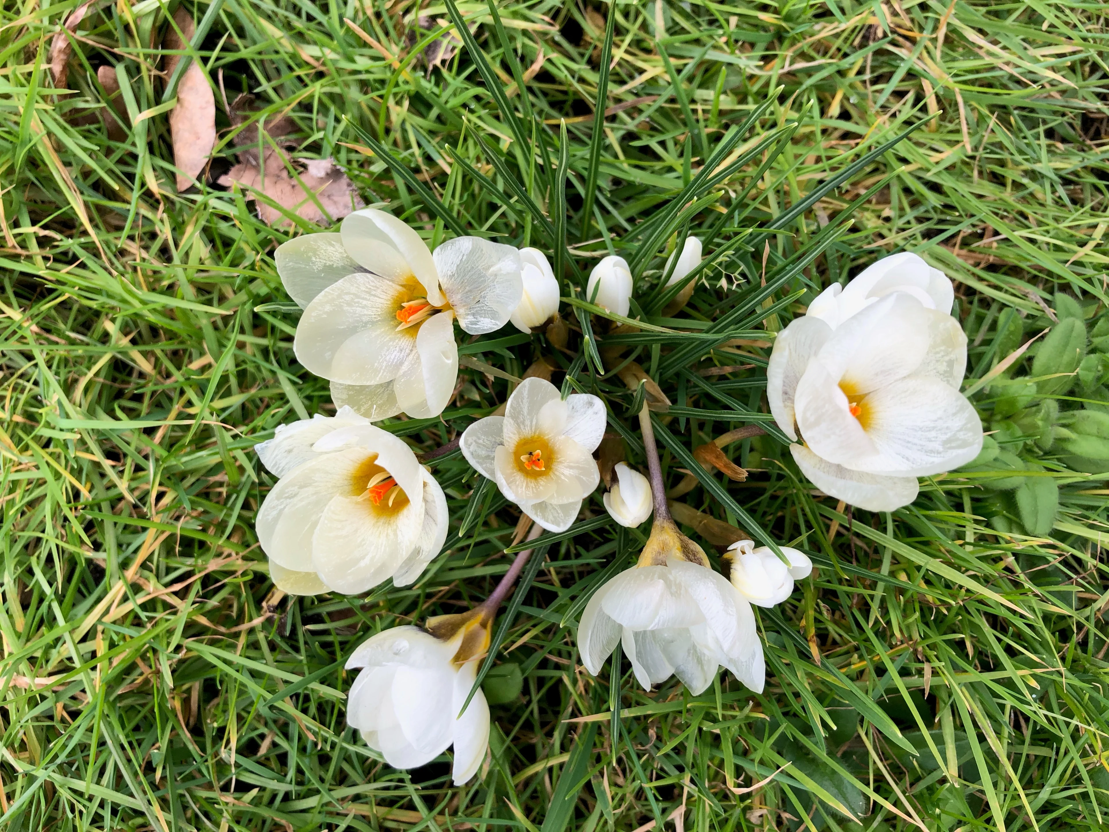 Van winter naar lente binnen een week