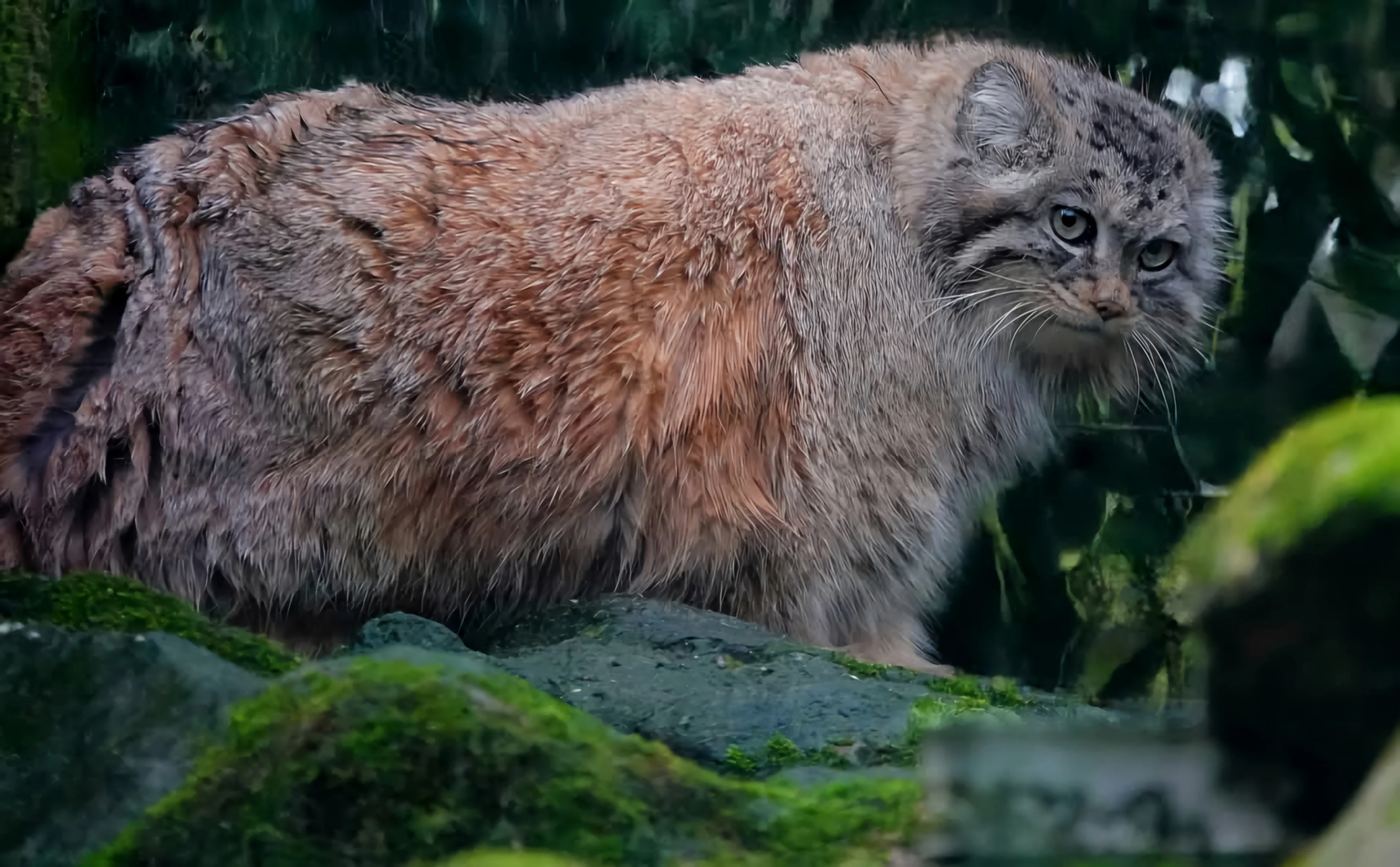 Nieuwe unieke manoel betreedt Diergaarde Blijdorp: dierentuin hoopt op spoedig nageslacht