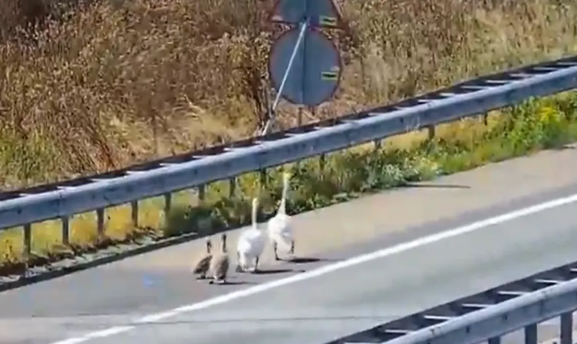 Zwanenfamilie maakt riskante wandeling langs A27 bij Gorinchem