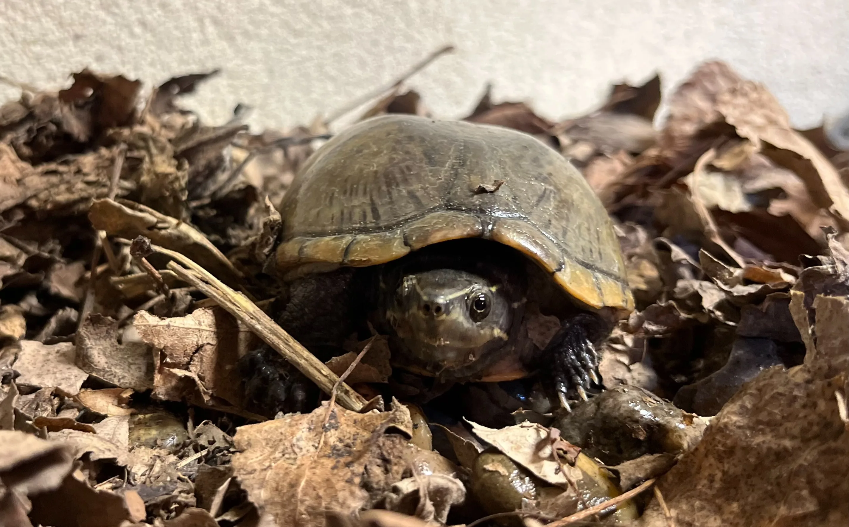 Verwaarloosde schildpadden uit woning Vlaardingen gehaald na meerdere waarschuwingen