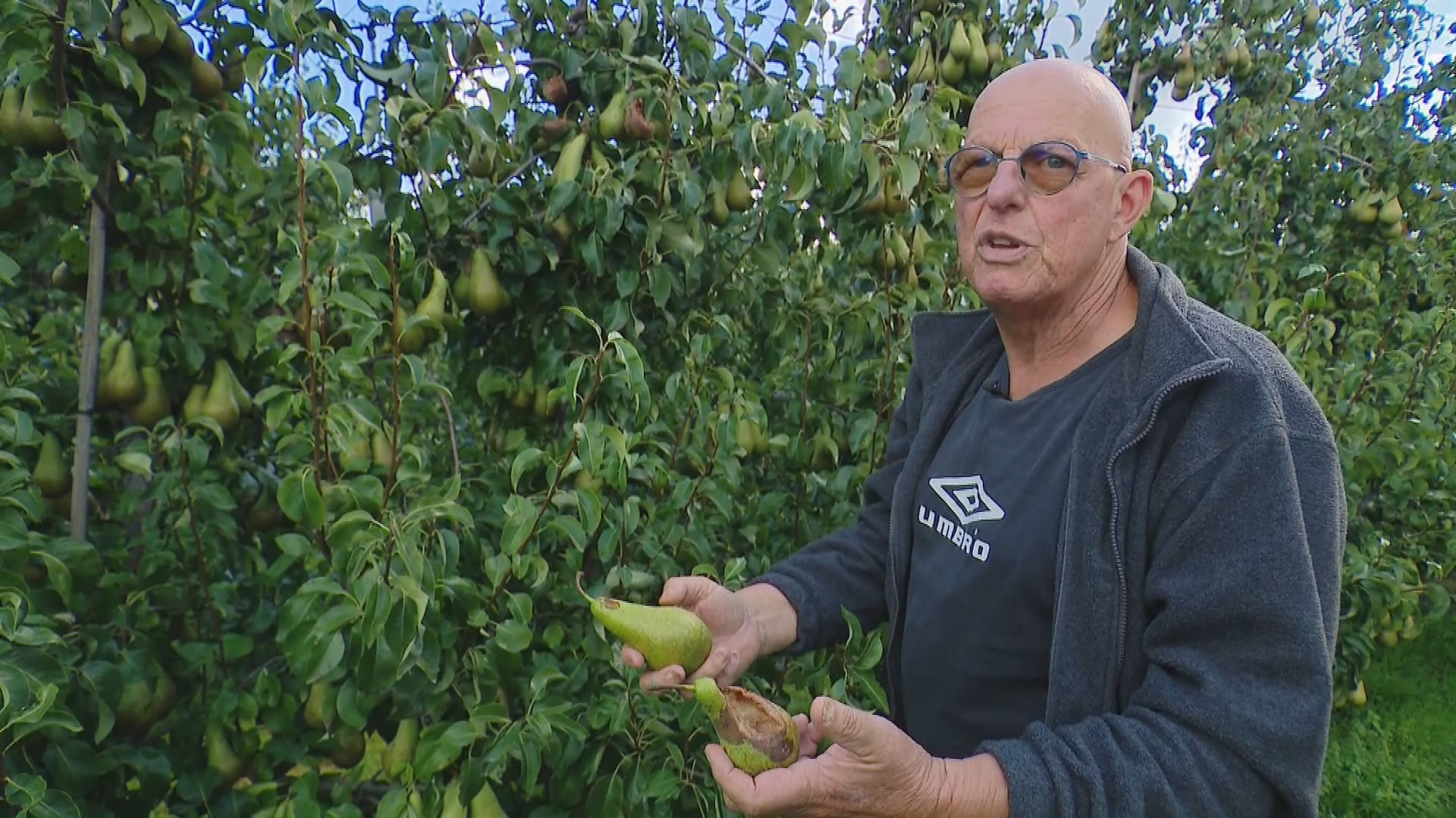 Vogels eten honderdduizenden peren van fruitteler Marcel op: 'Een ramp'