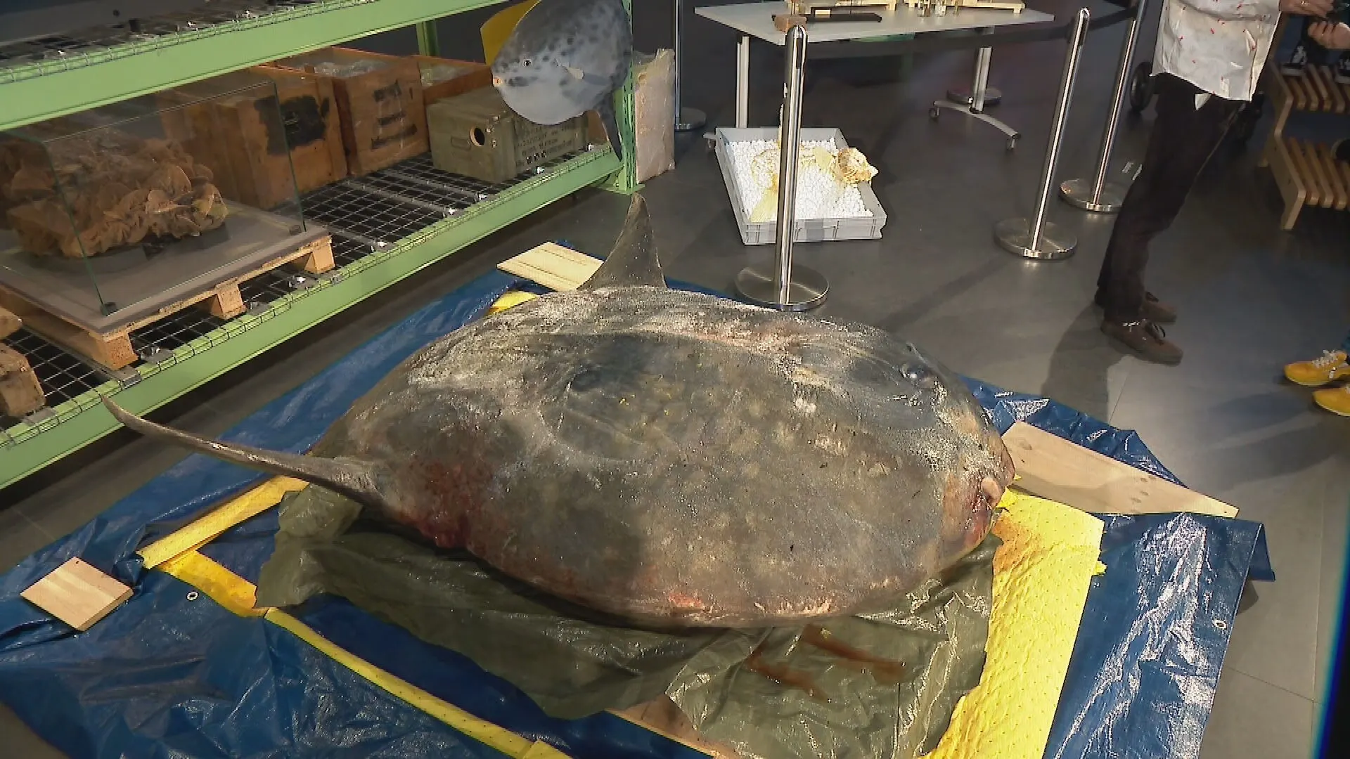 Maanvis van 400 kilo krijgt tweede leven en wordt opgezet in Naturalis